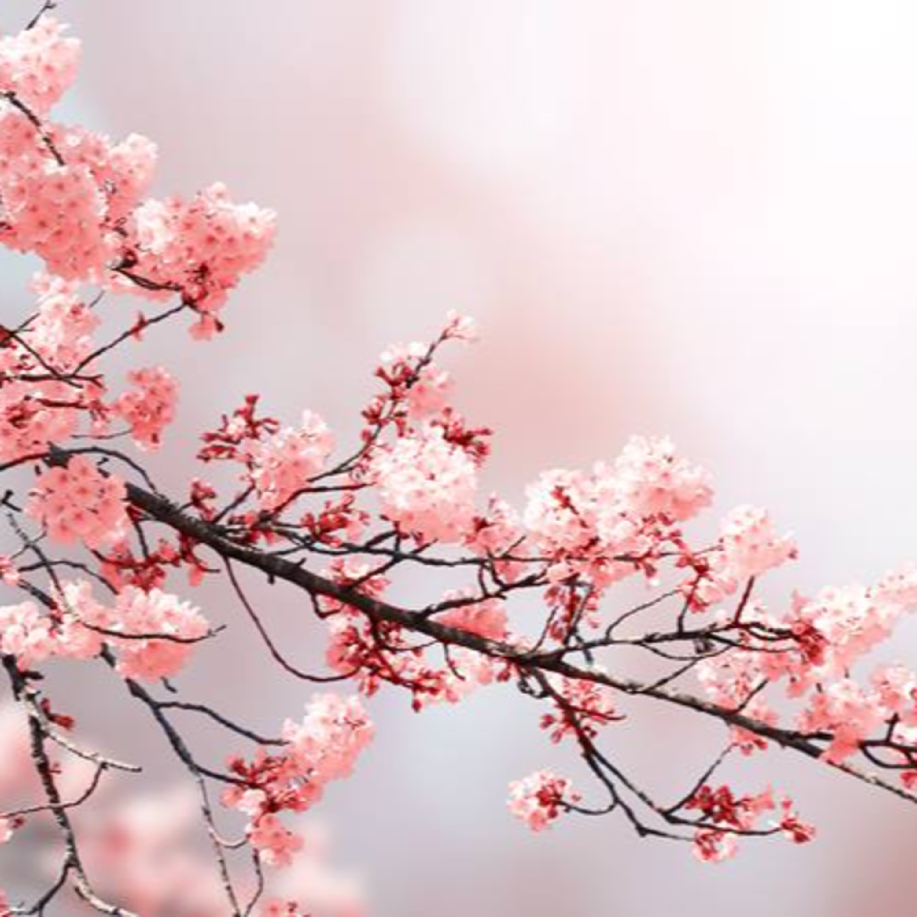 #210 - Lo sforzo di fiorire