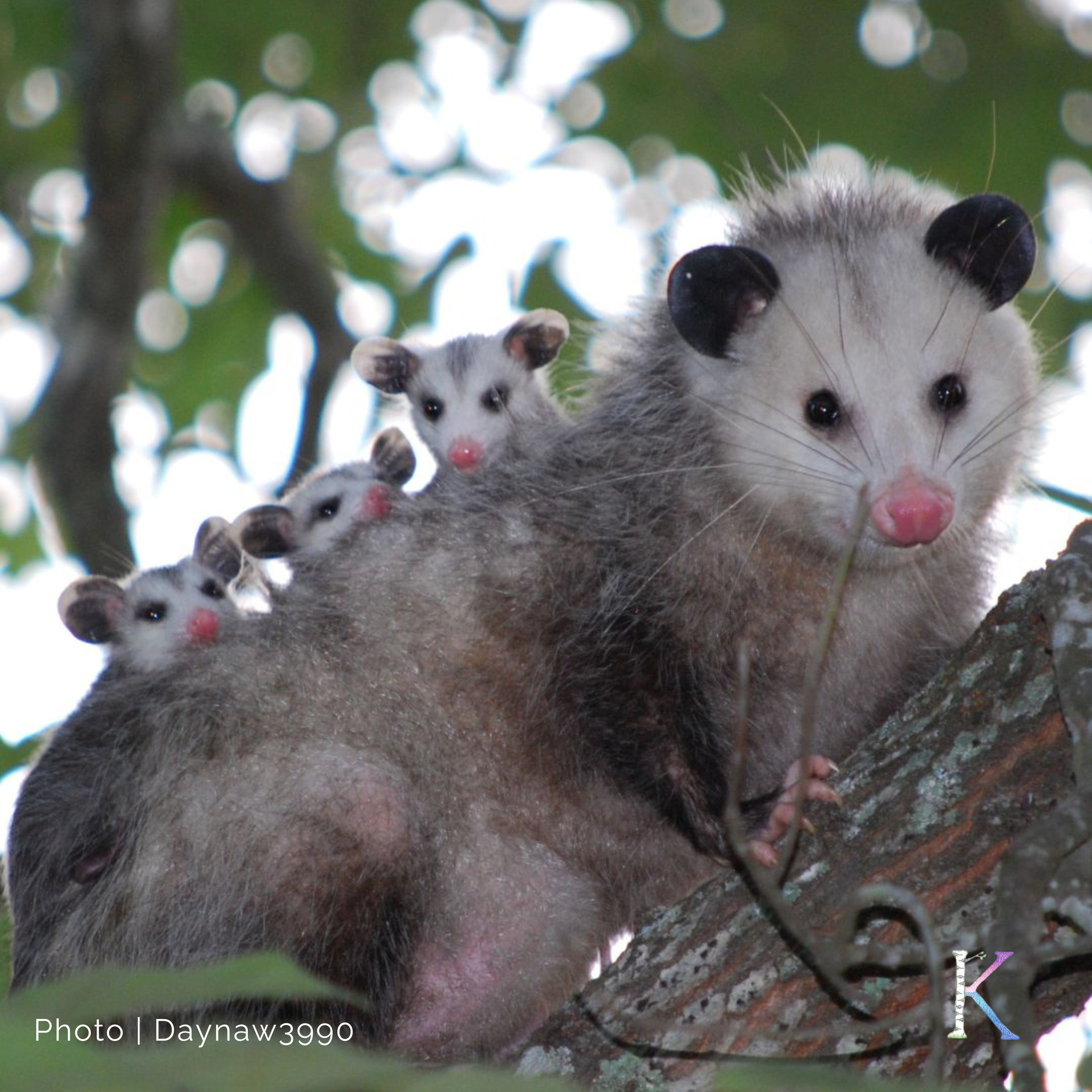 Possums! | With Chris Strub, Wildlife Rehabilitator