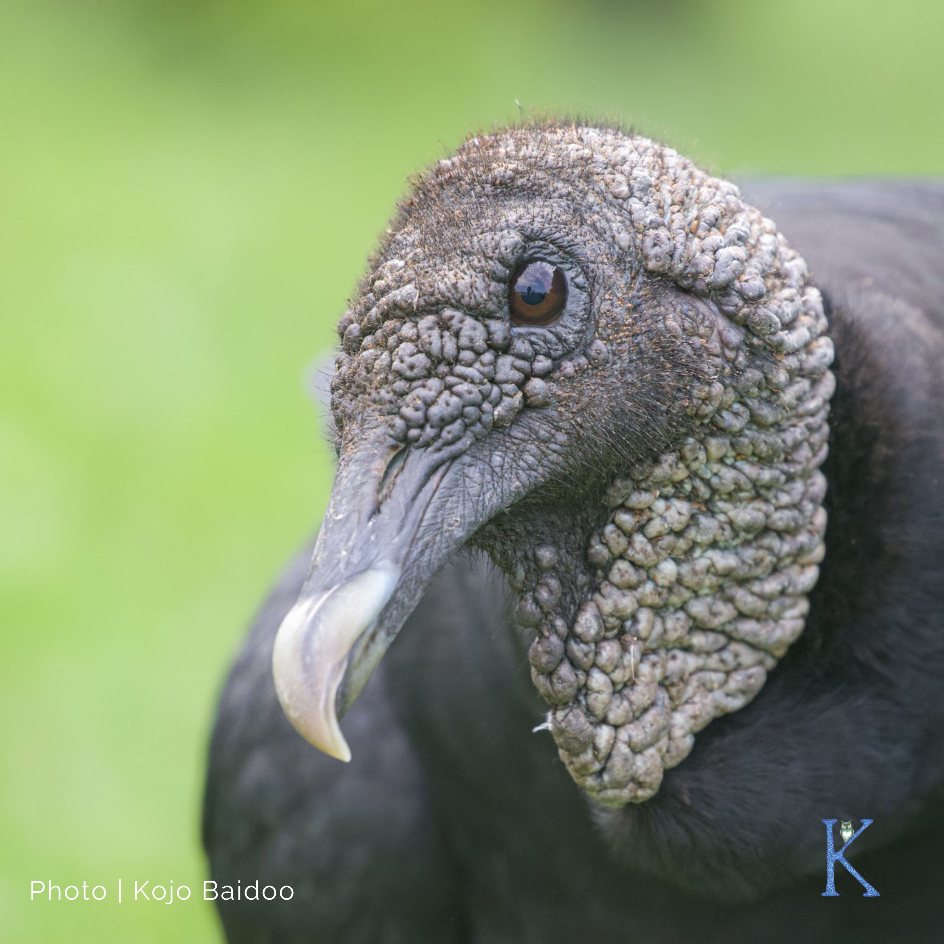 Nature’s Janitors | With Kojo Baidoo, Naturalist and Ecologist Nature’s Janitors | With Kojo Baidoo, Naturalist and Ecologist