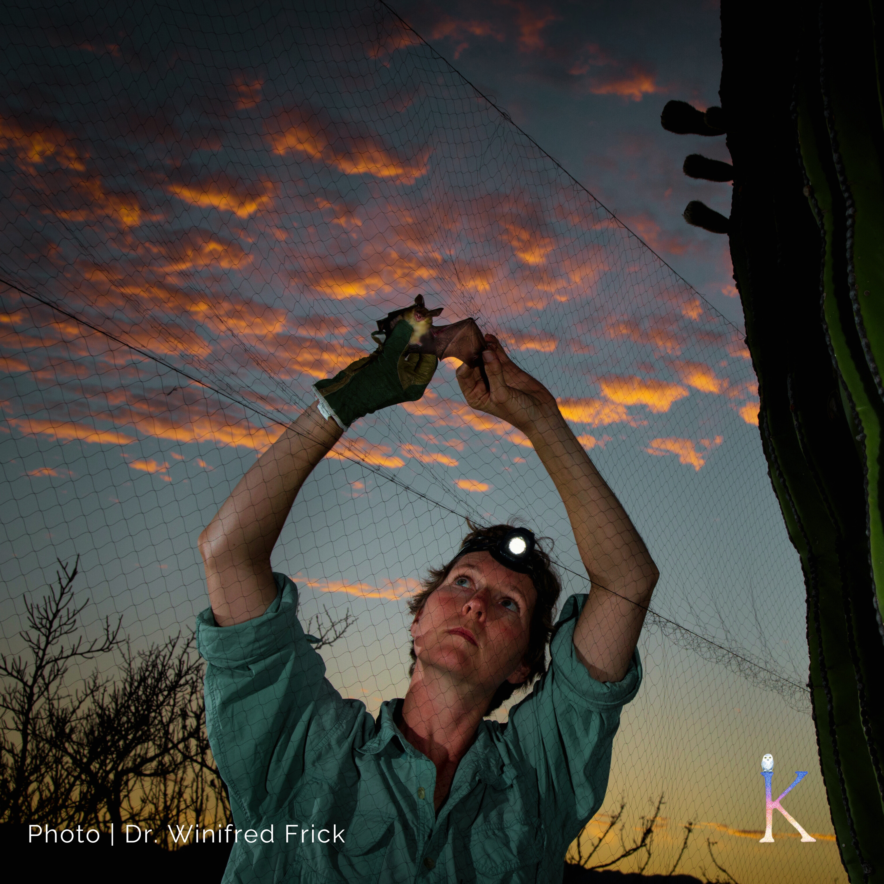 Bat Woman | With Dr. Winifred Frick, Research Biologist and Chief Scientist