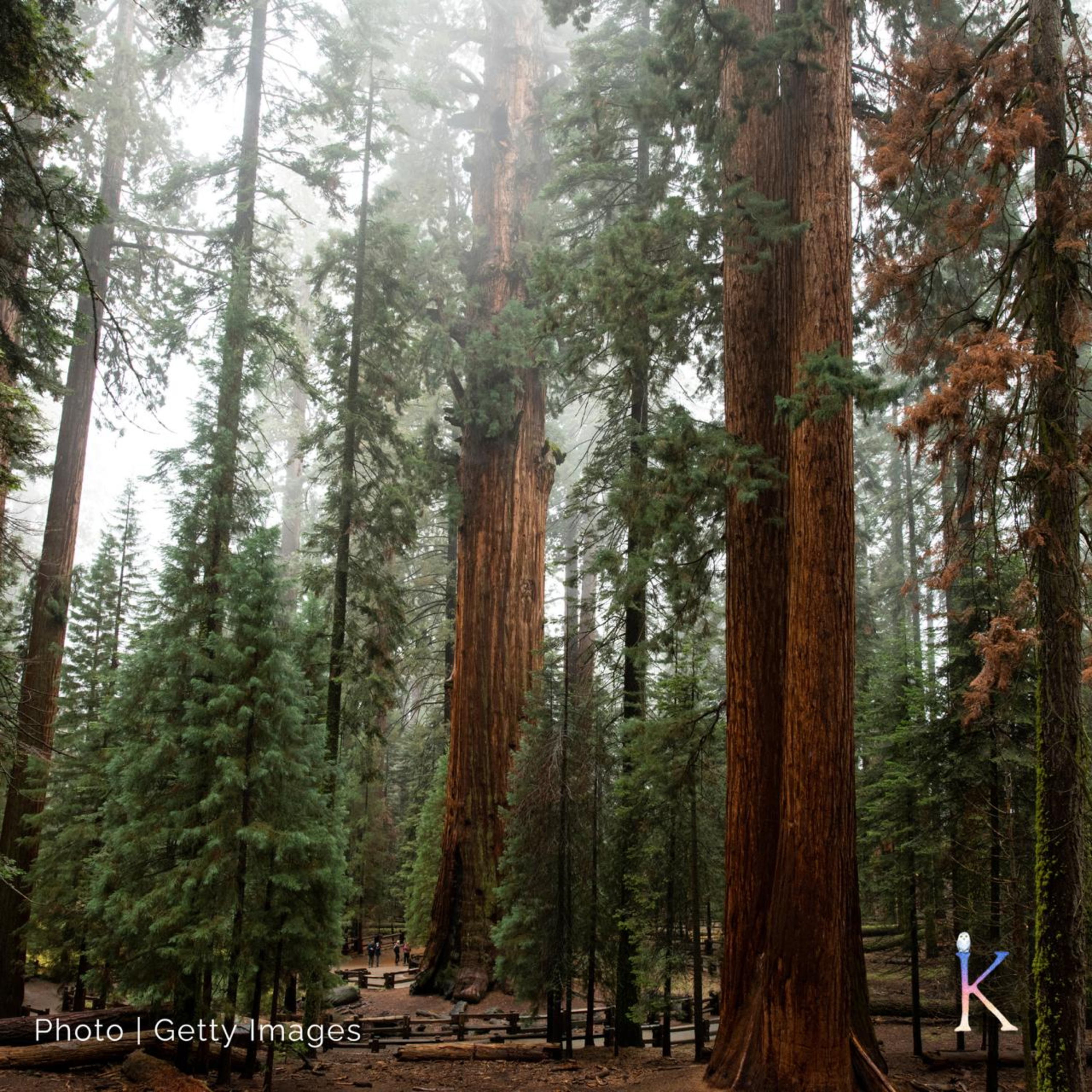 Saving Sequoias | With Ben Blom and Save The Redwoods League