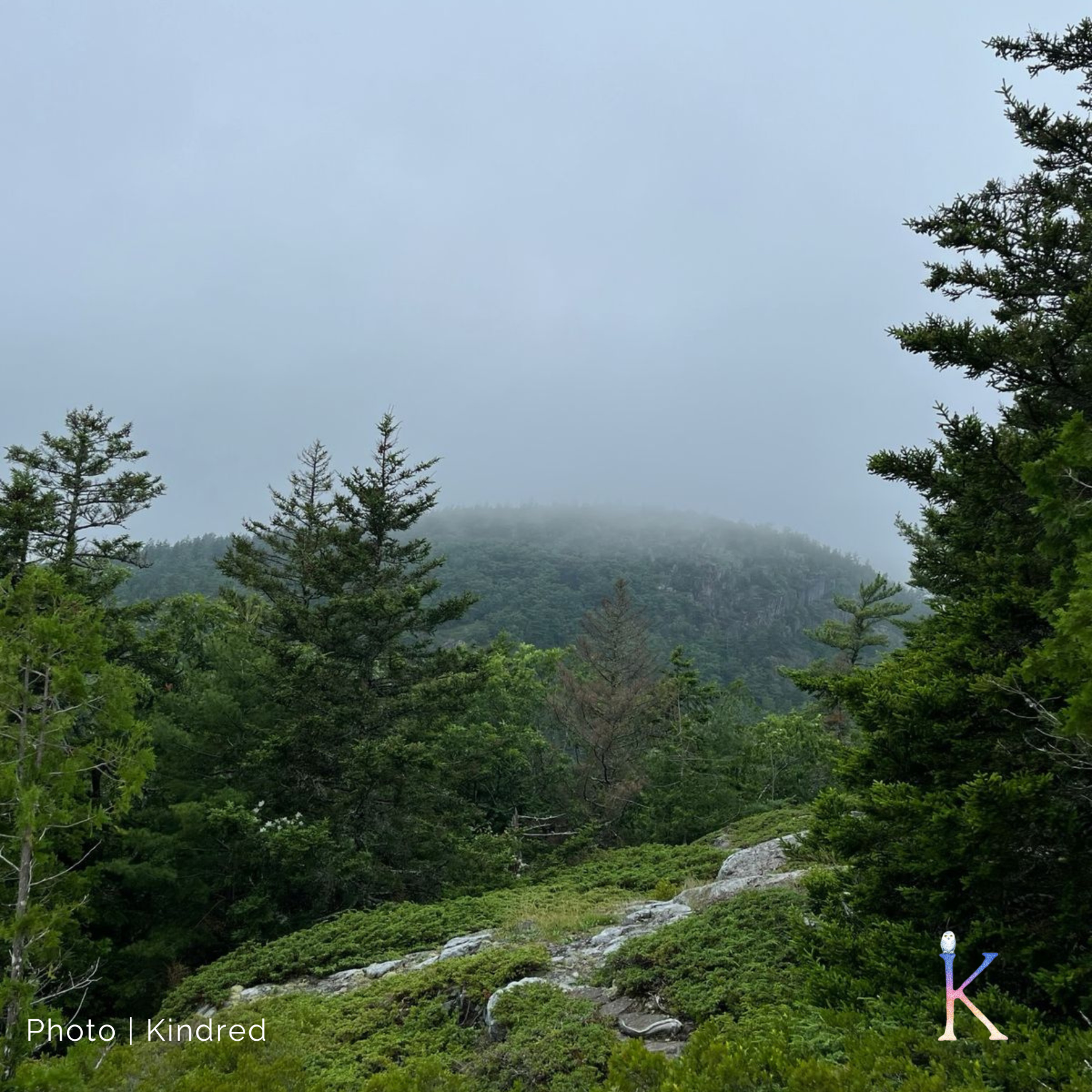 Boreal Forests | With Dr. Jennifer Baltzer, Forest Ecologist Boreal Forests | With Dr. Jennifer Baltzer, Forest Ecologist