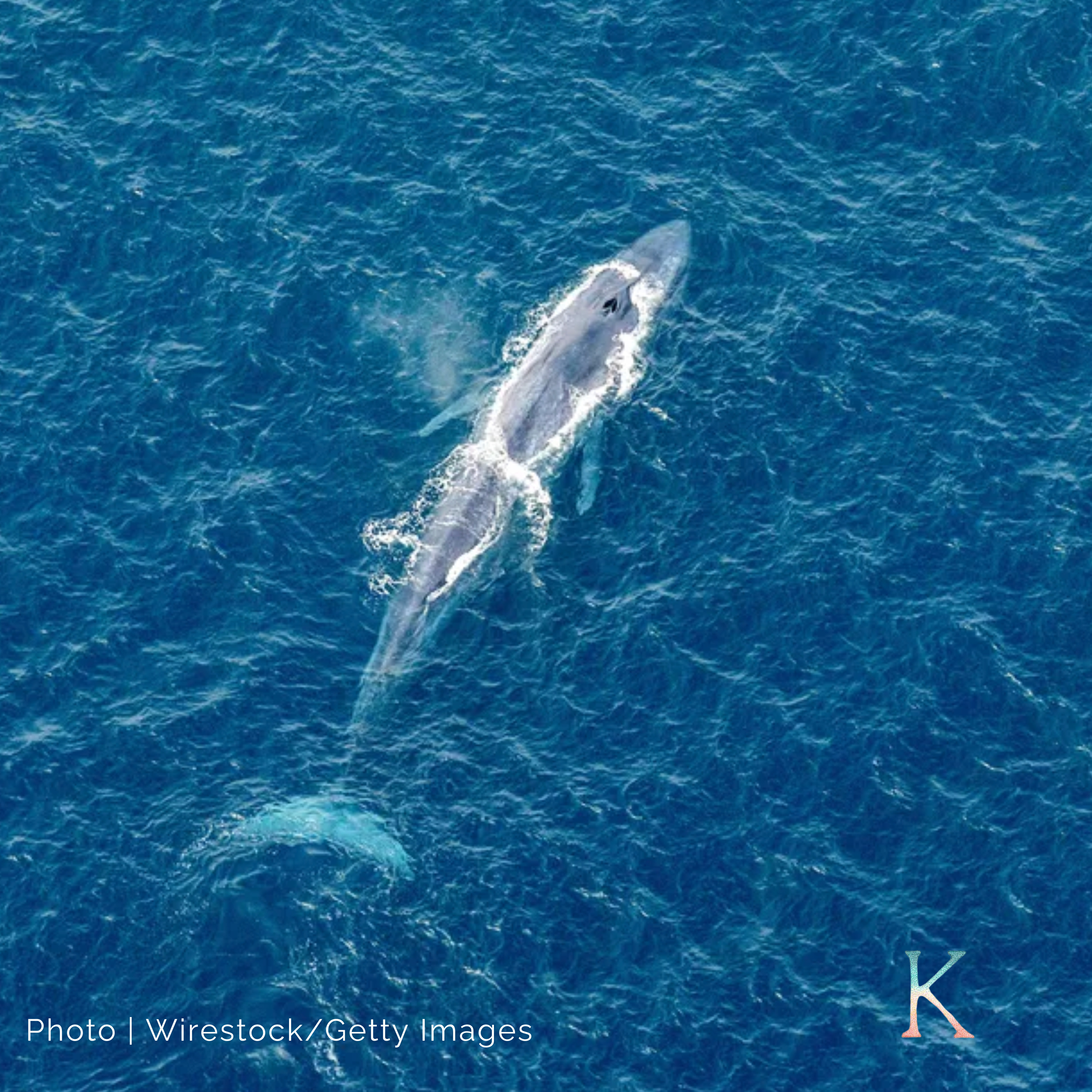 Blue Whales | With Dr. Dawn Barlow, Marine Megafauna Ecologist