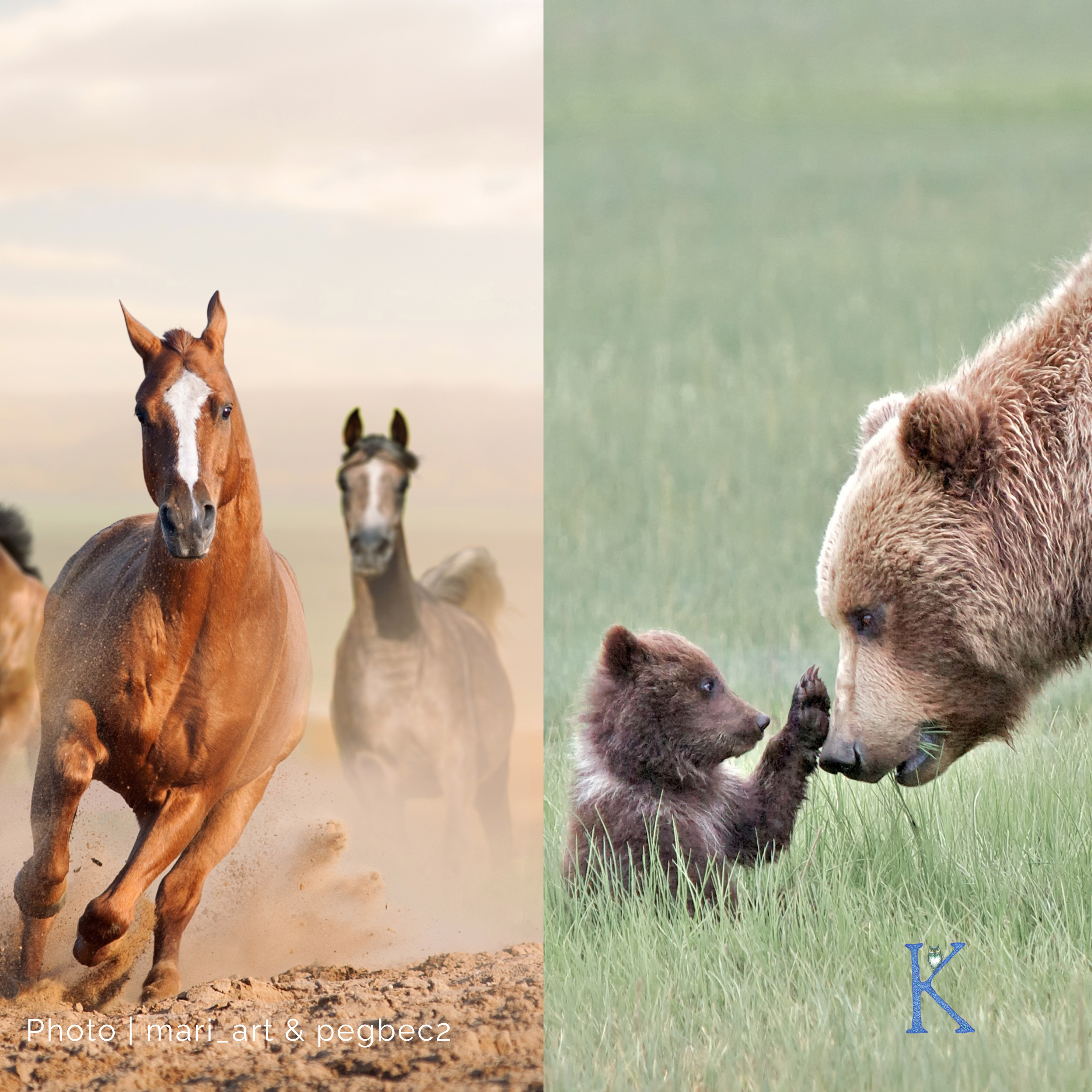Saving America’s Iconic Wildlife | With Tracy Wilson & Chris Servheen