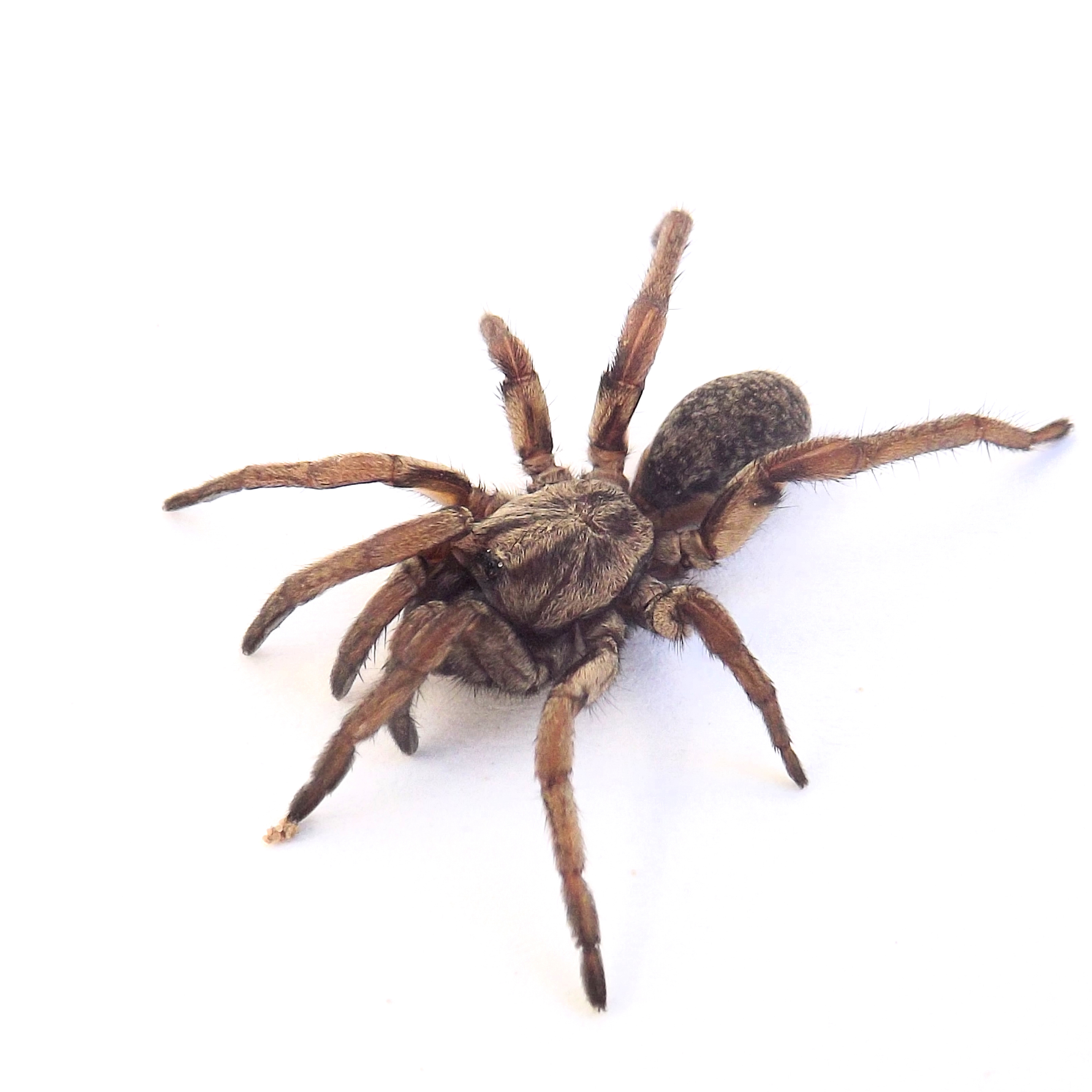 A New Trapdoor Spider with Cristian Pertegal