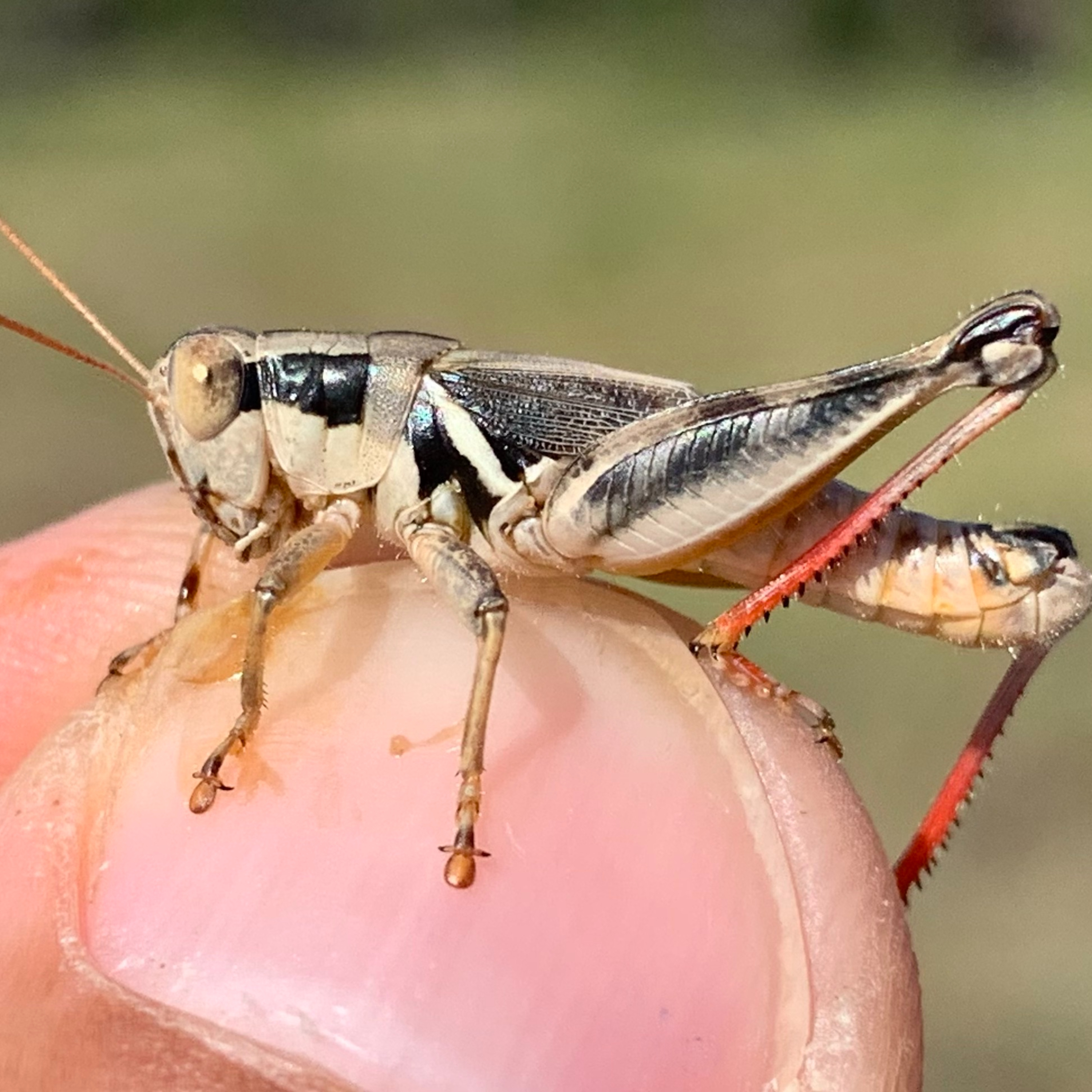 Seven New Grasshoppers with JoVonn Hill