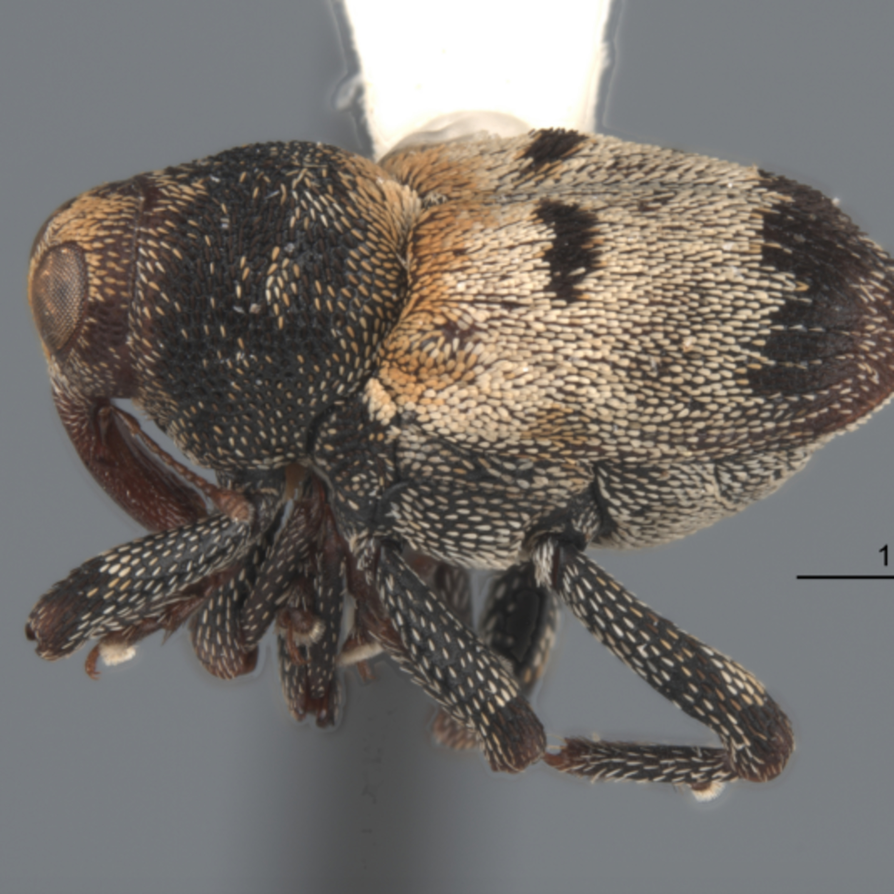 New Species