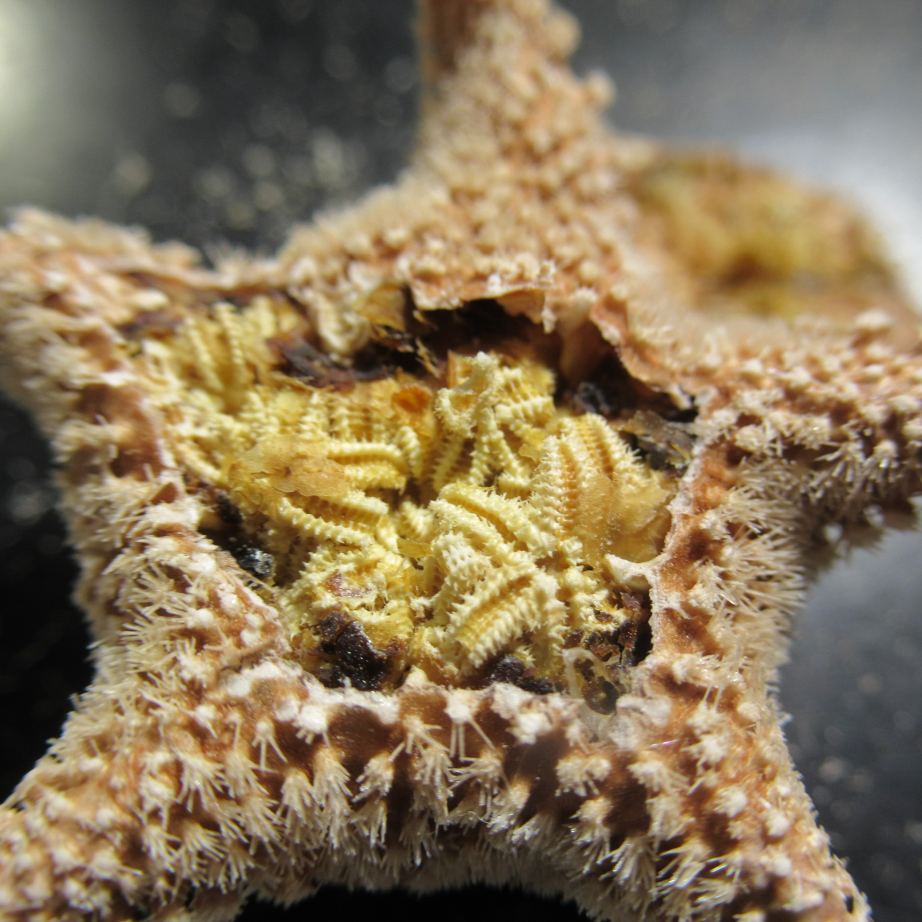 Eleven New Starfish with Chris Mah