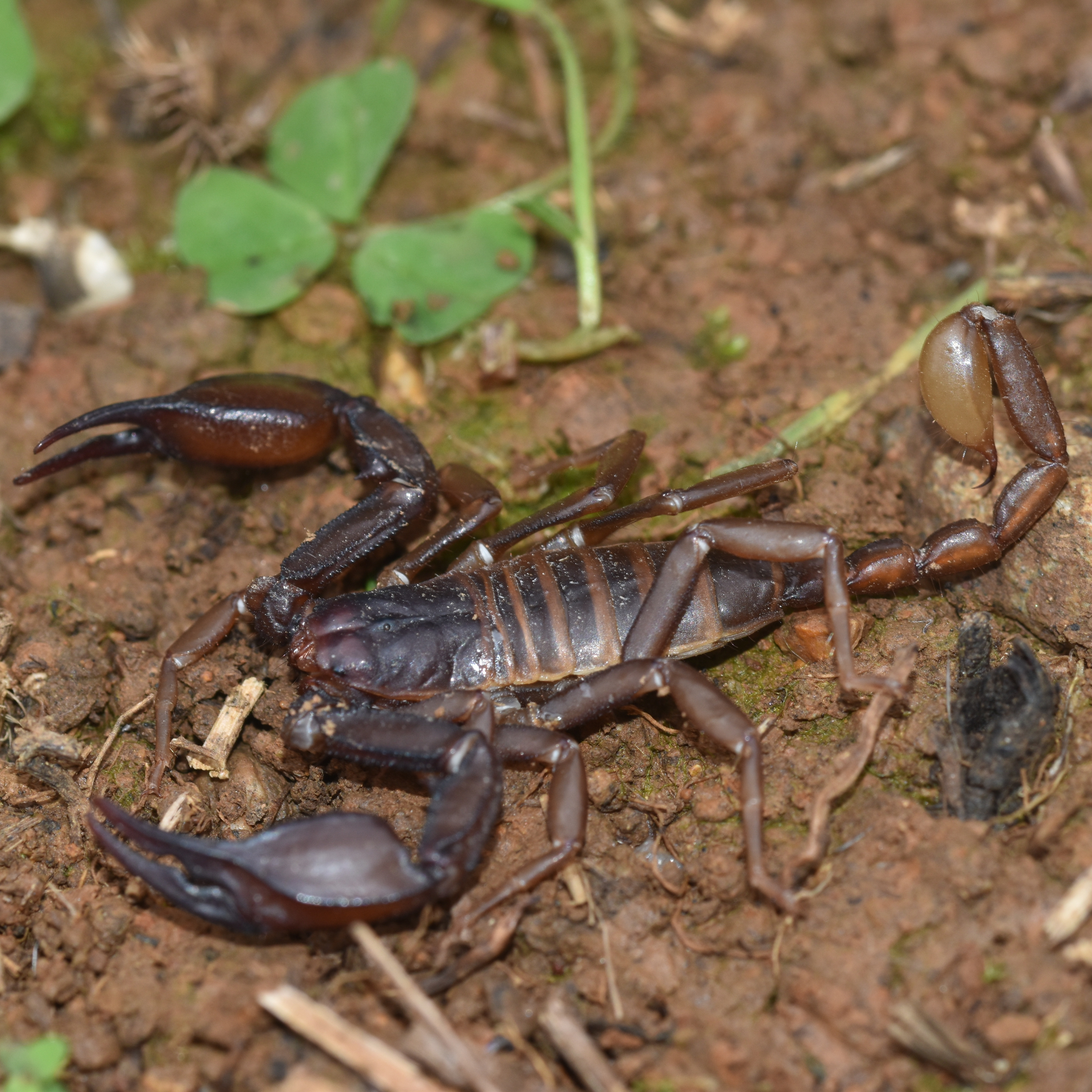 New Species
