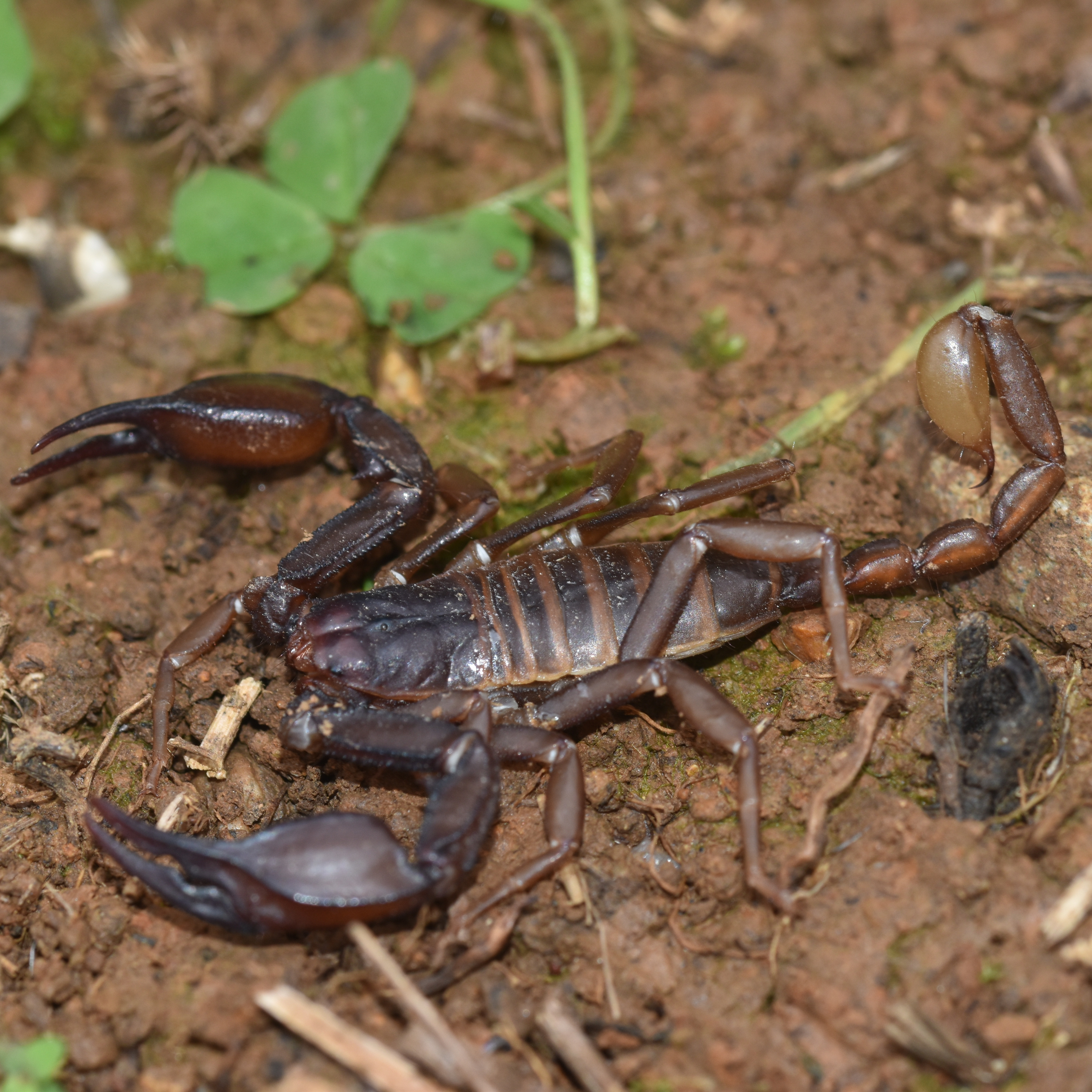 New Species