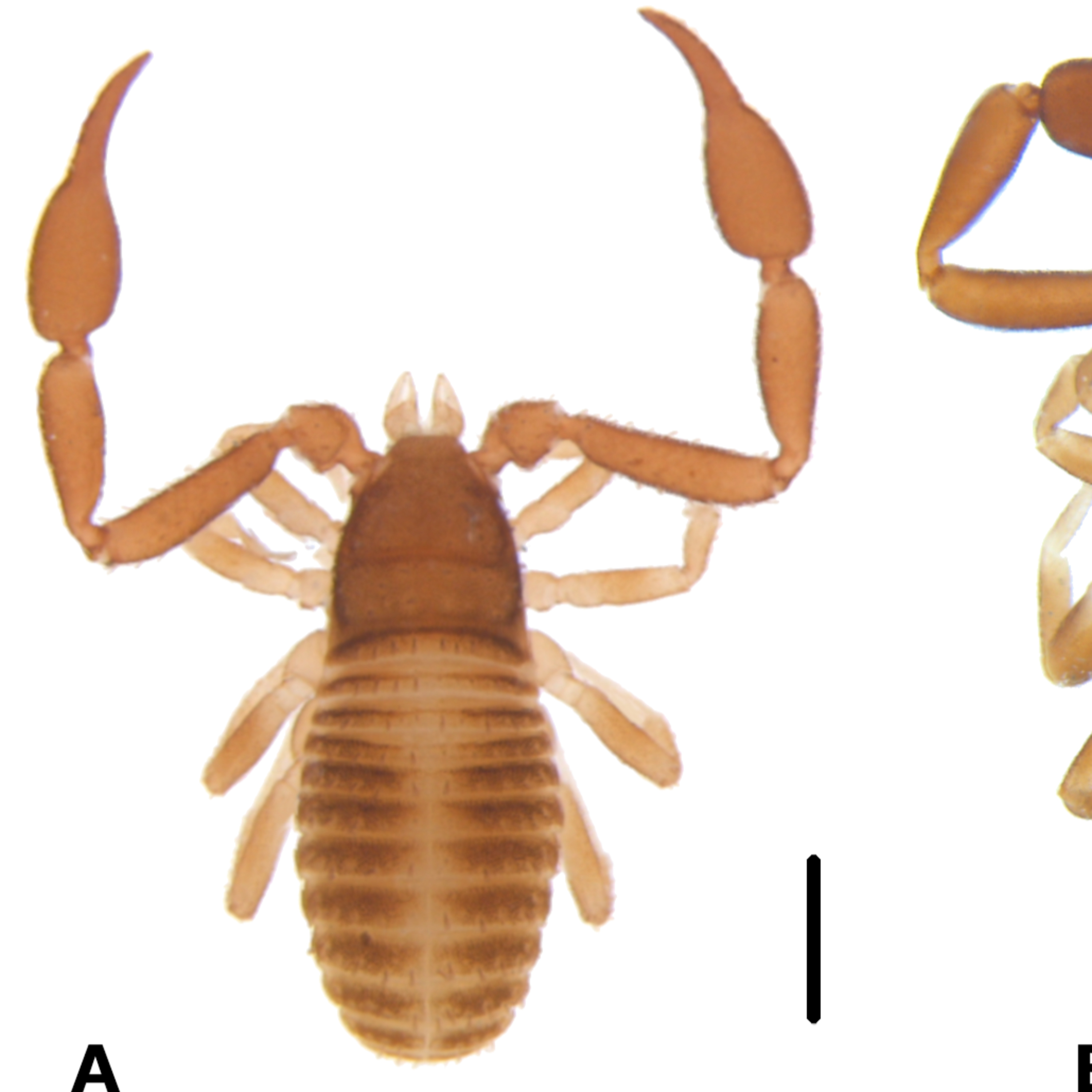 A Genus and Five New Species of Pseudoscorpions with Catalina Romero-Ortiz