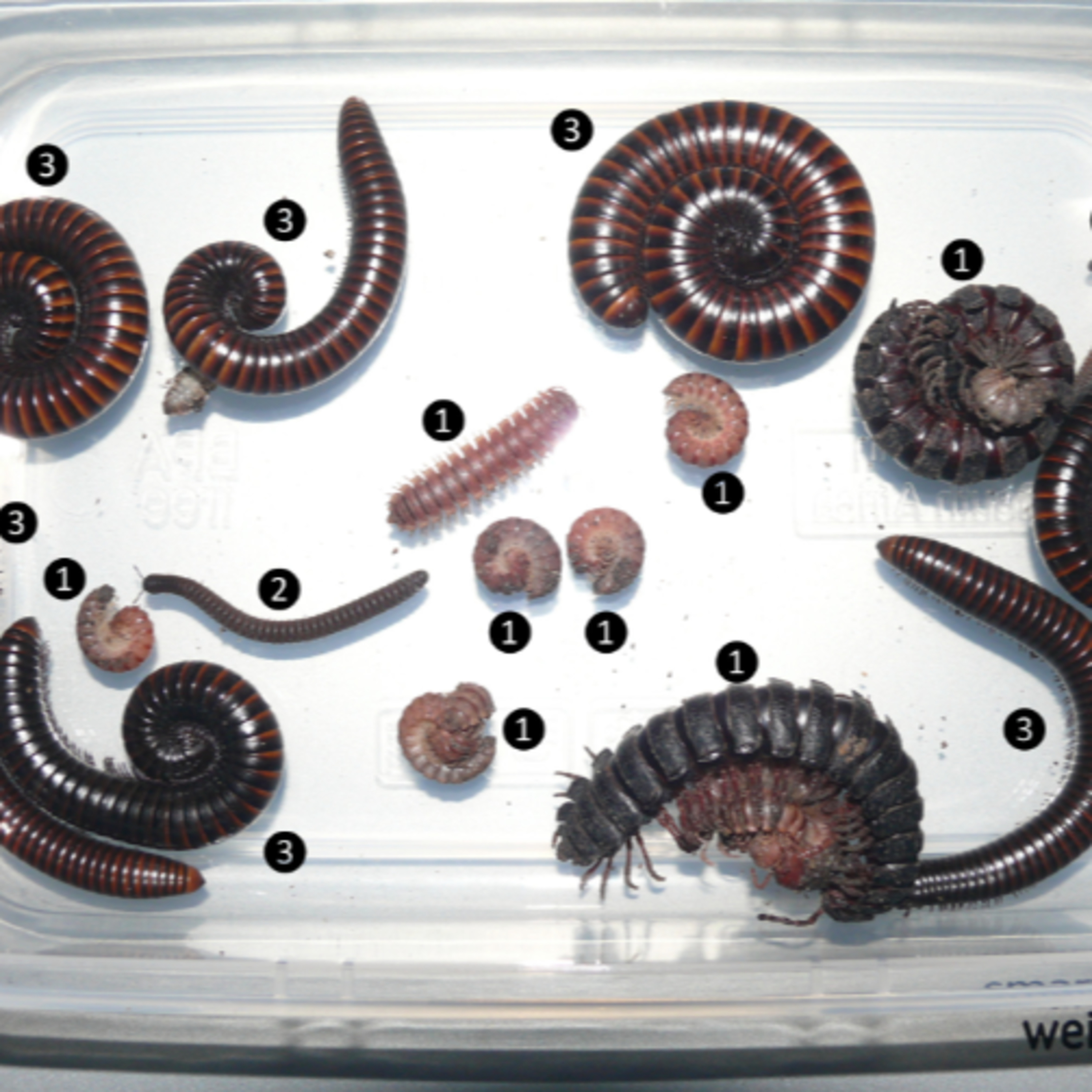 Five New Millipedes with Henrik Enghoff