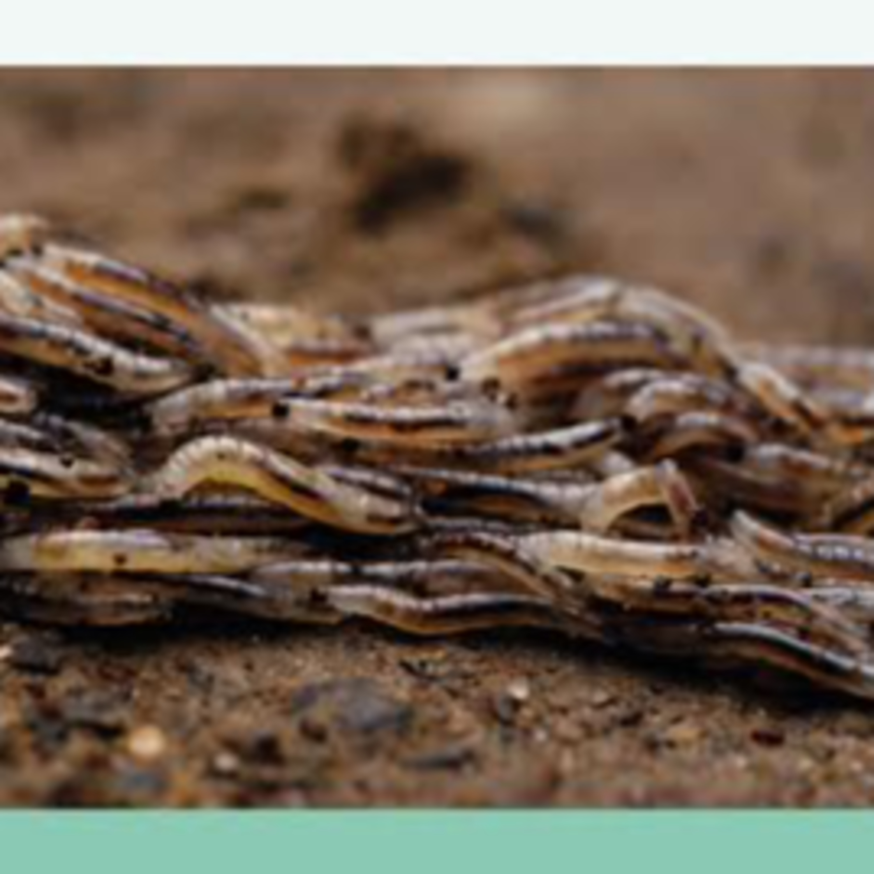 A New Snakeworm Gnat with Thalles Pereira