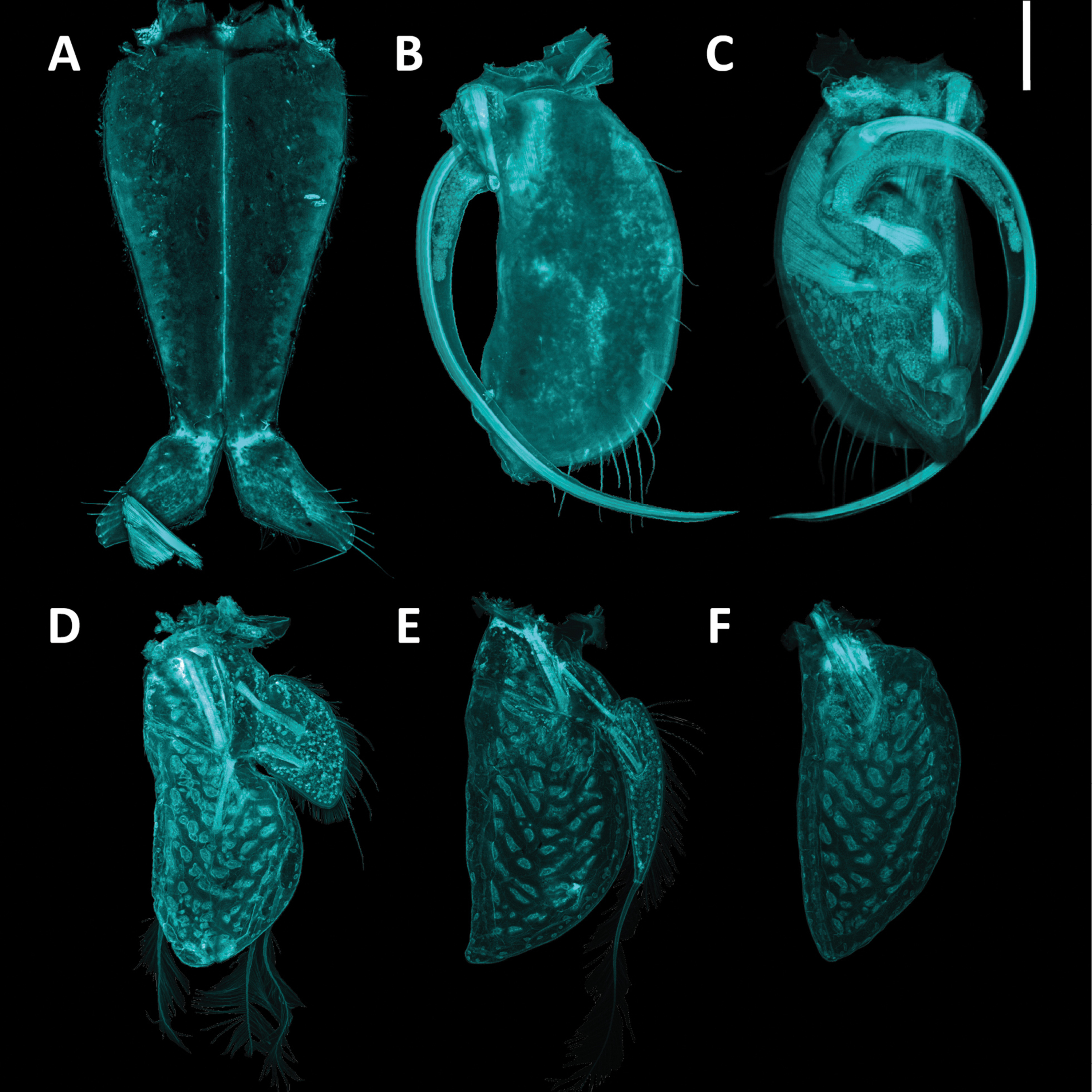 Five Deep-sea Isopods with Henry Knauber