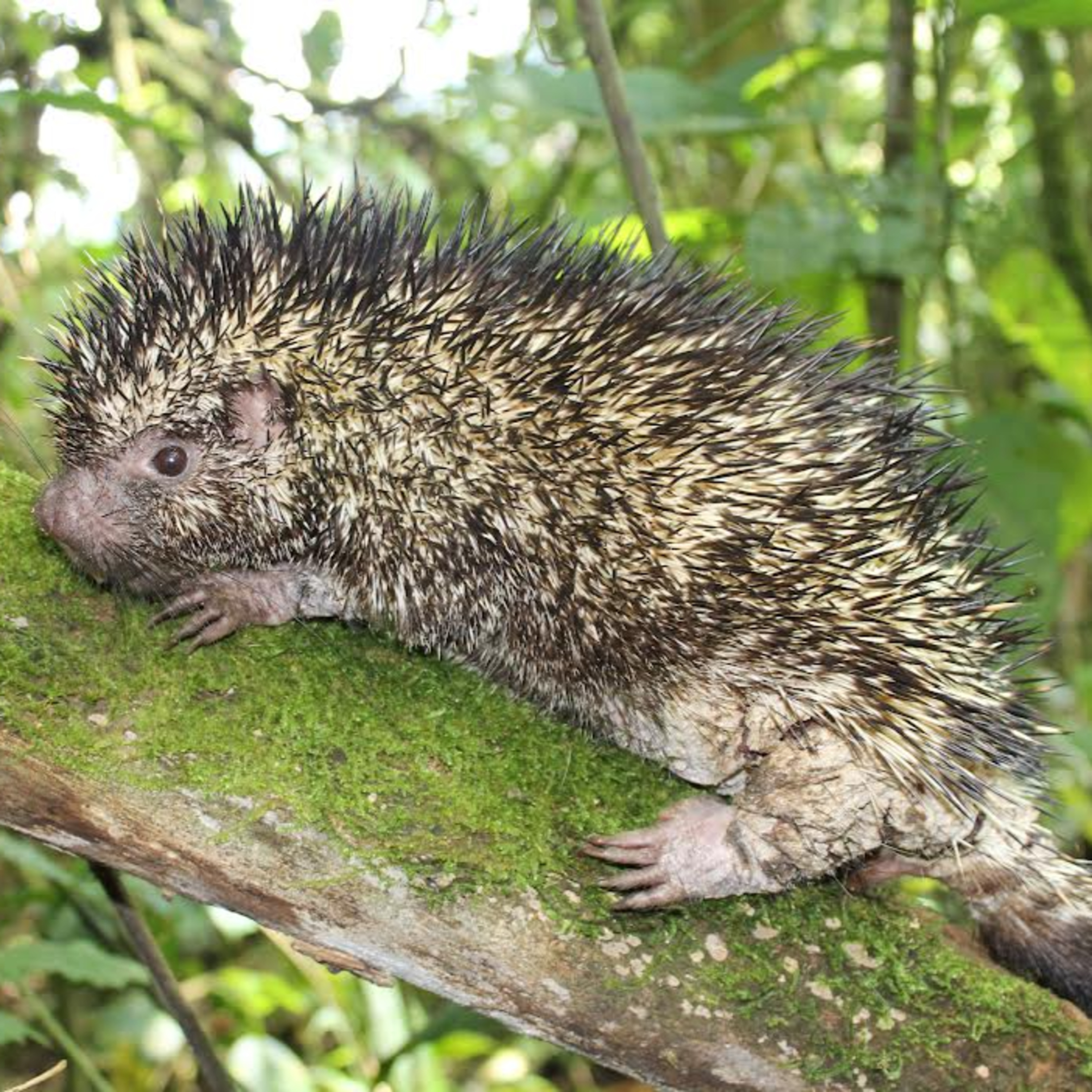 A New Porcupine with Héctor Ramirez-Chaves