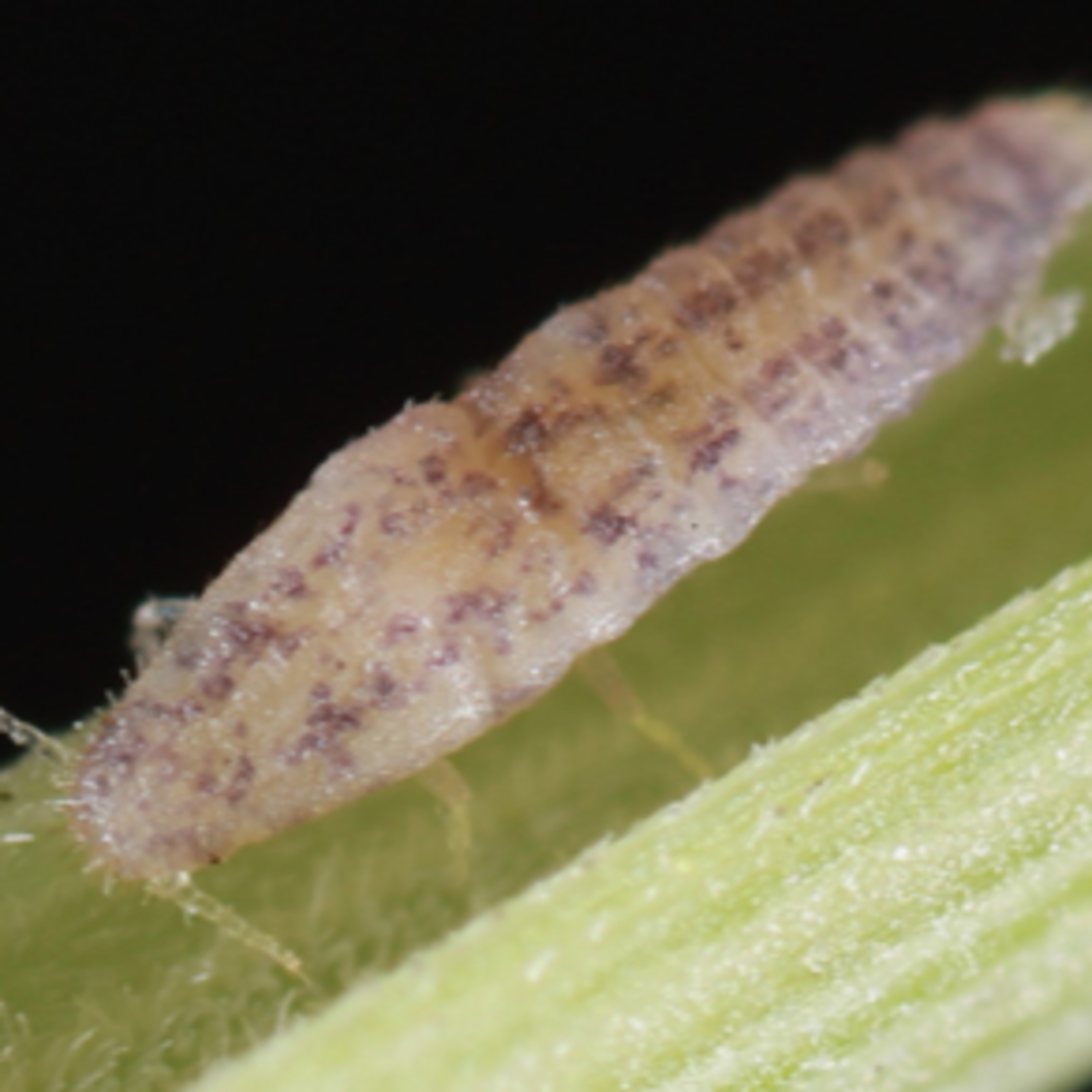 A New Scale Insect with Lily Deeter episode artwork