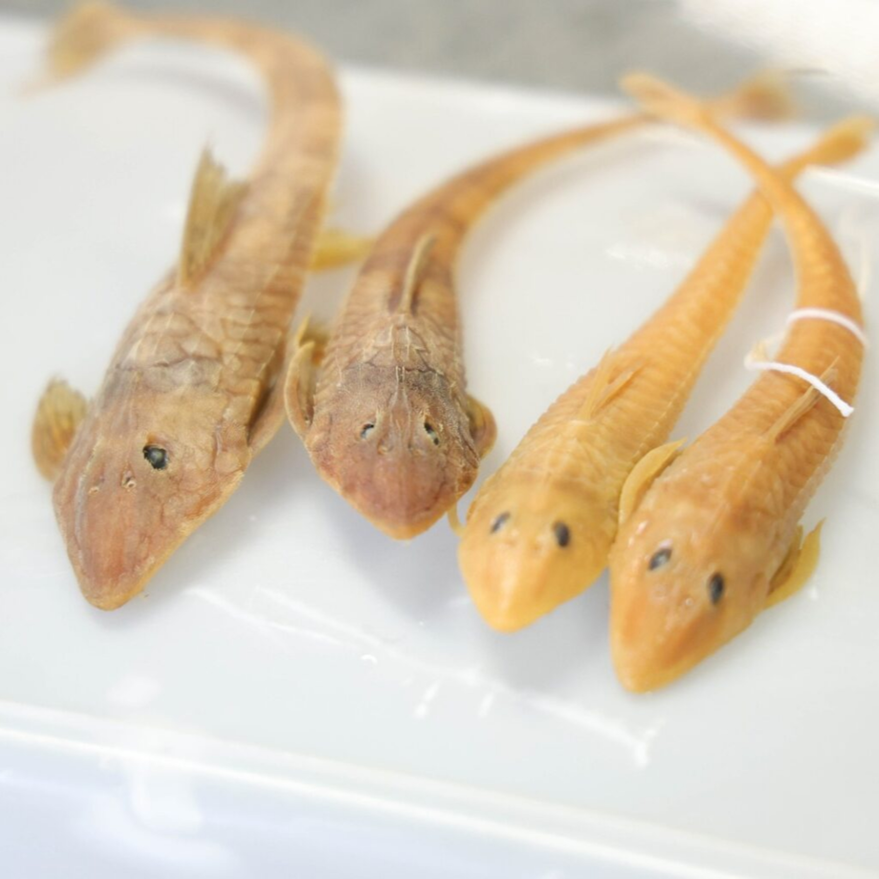 Two New Catfish with Ananda Serejo episode artwork