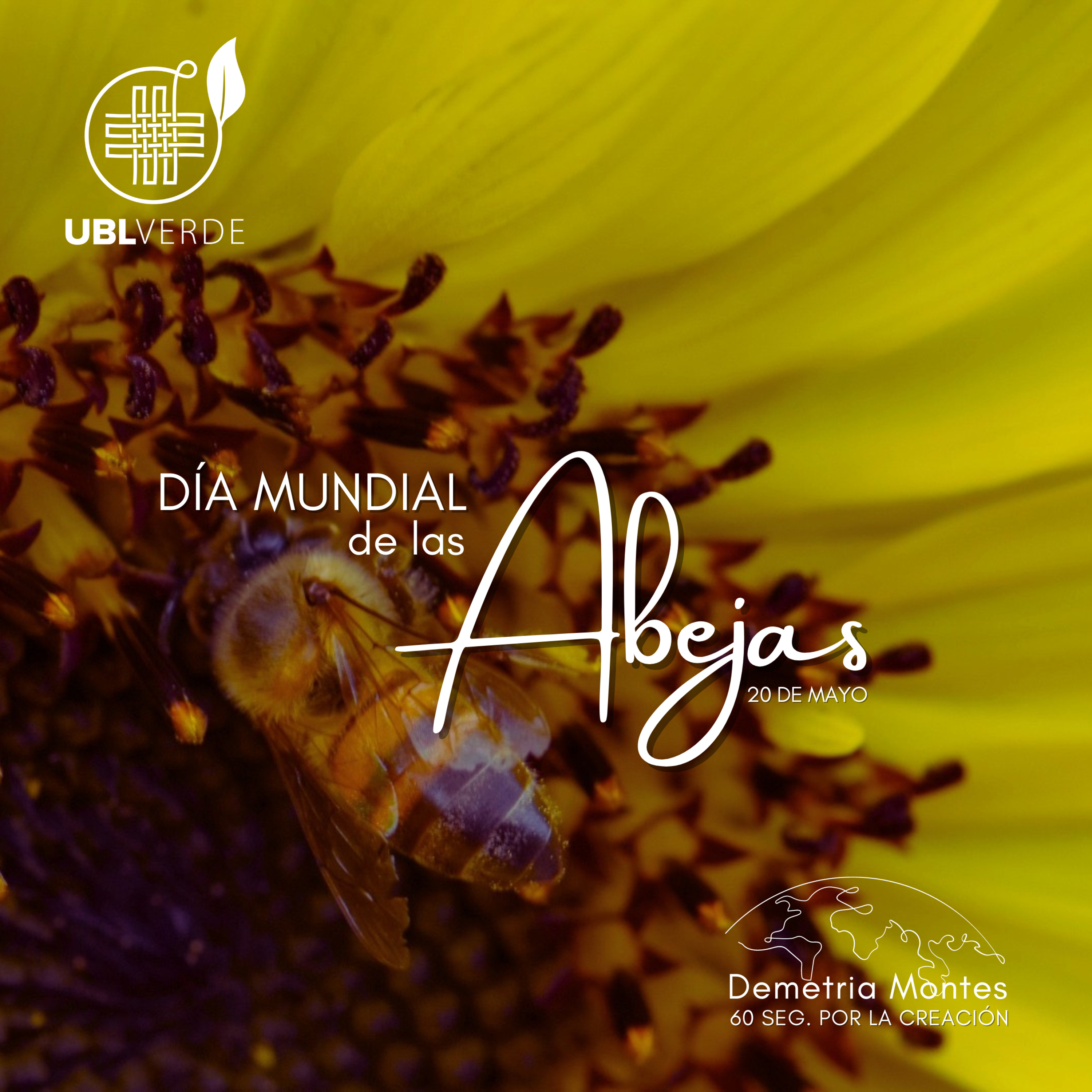60 segundos por la Creación 🐝 Día Mundial de las Abejas episode artwork