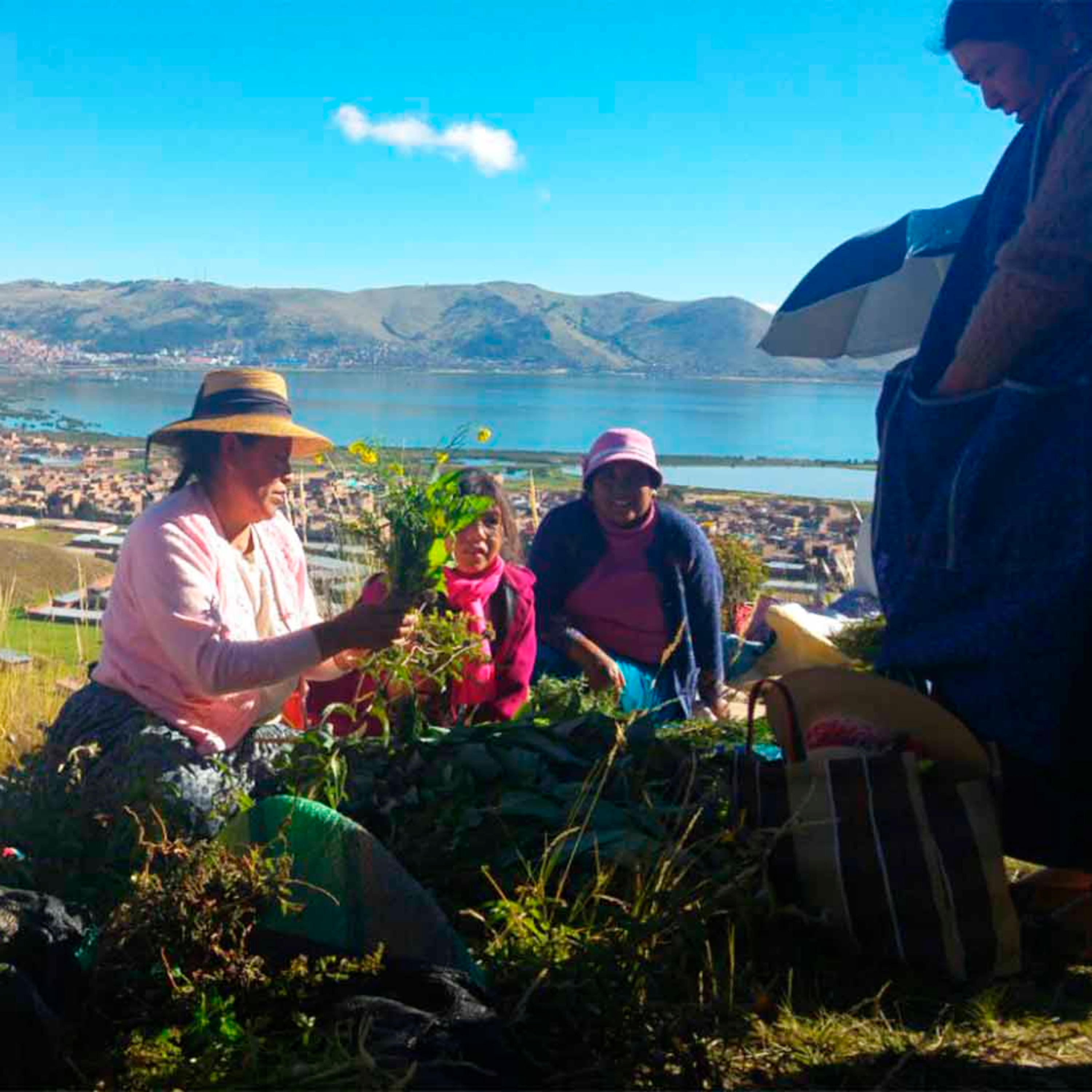 Cultura Vivencial del Altiplano: Lenguaje de las plantas medicinales en Semana Santa episode artwork