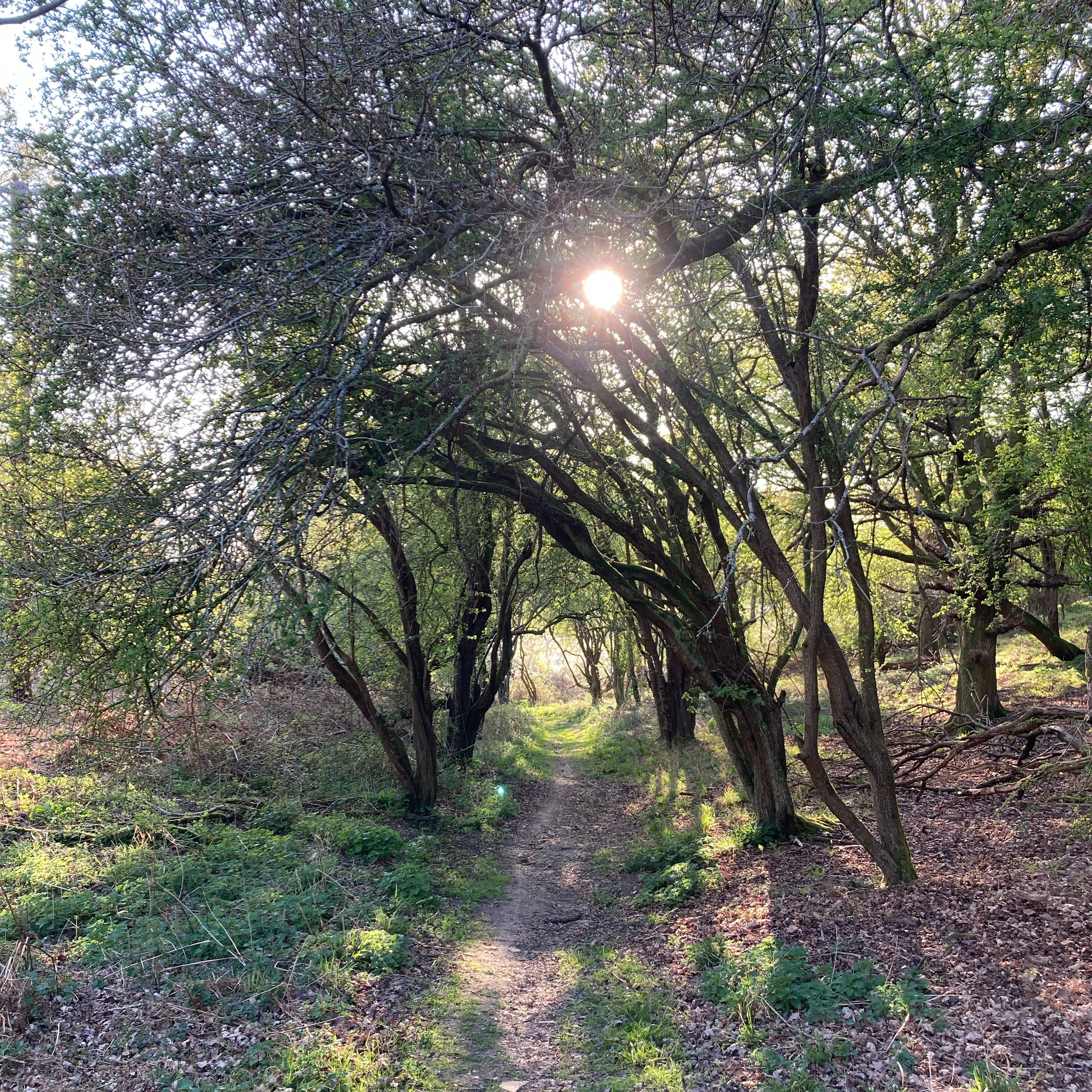 Sm2n 2025-04-11 #NaPodPoMoNPC 11 #AprPodPoMo