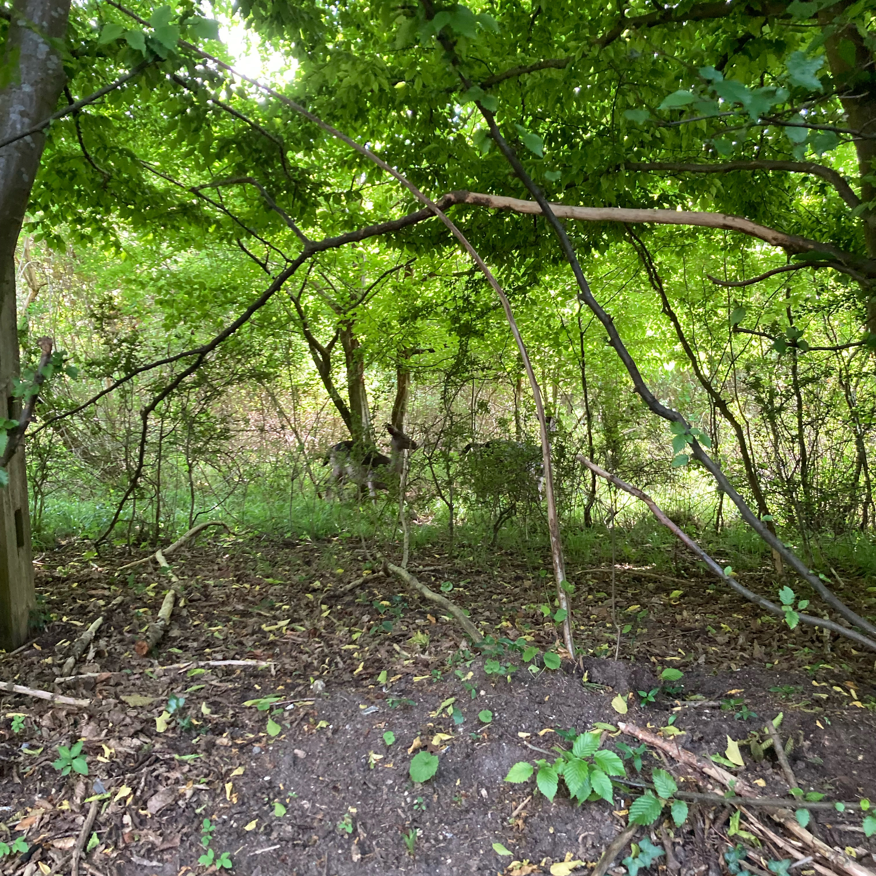 Sm2n 2025-06-02 #audiomo episode 2 spot the deer in the photo