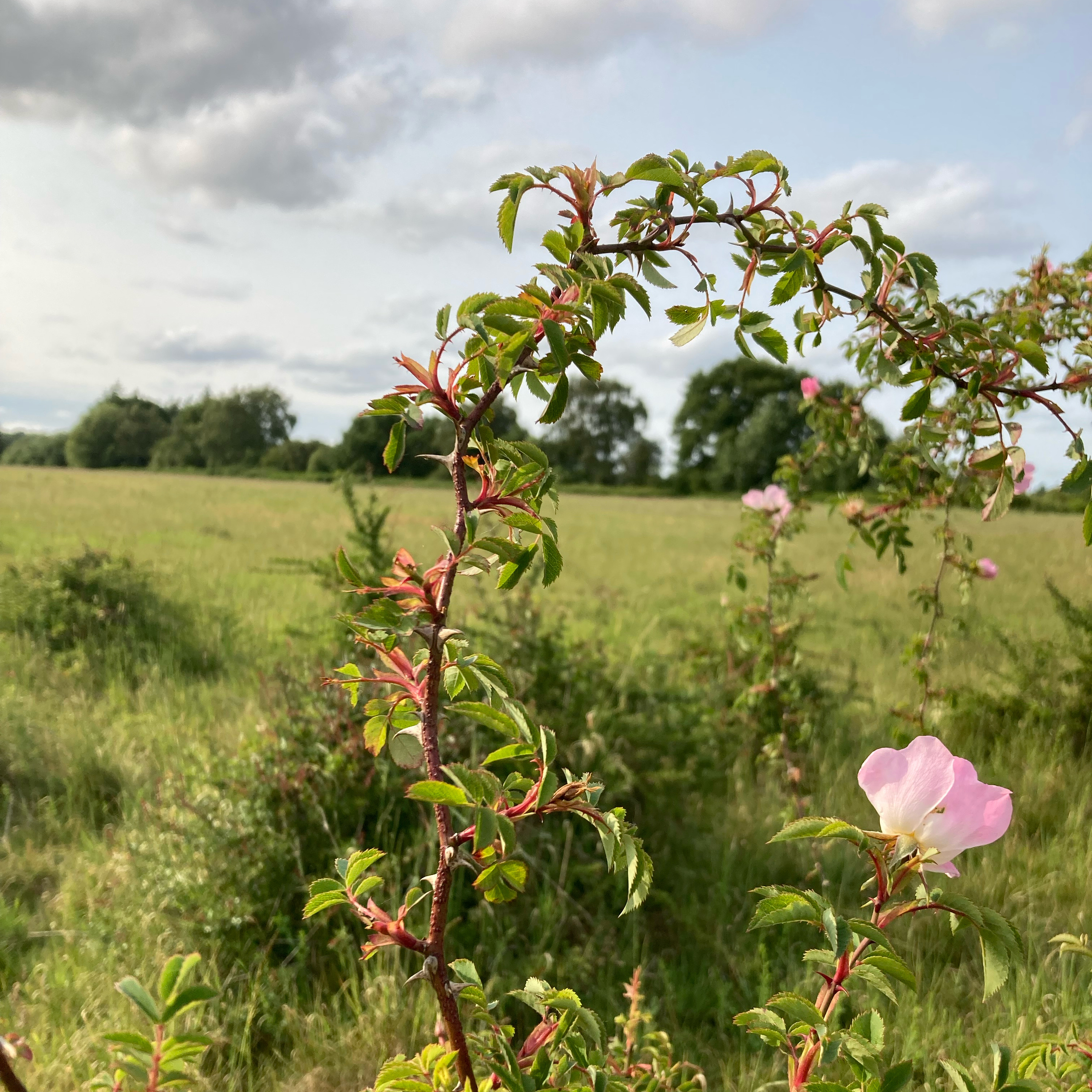 Sm2n 2025-06-03 #audioMo episode 3 - a bit lost, but going with it