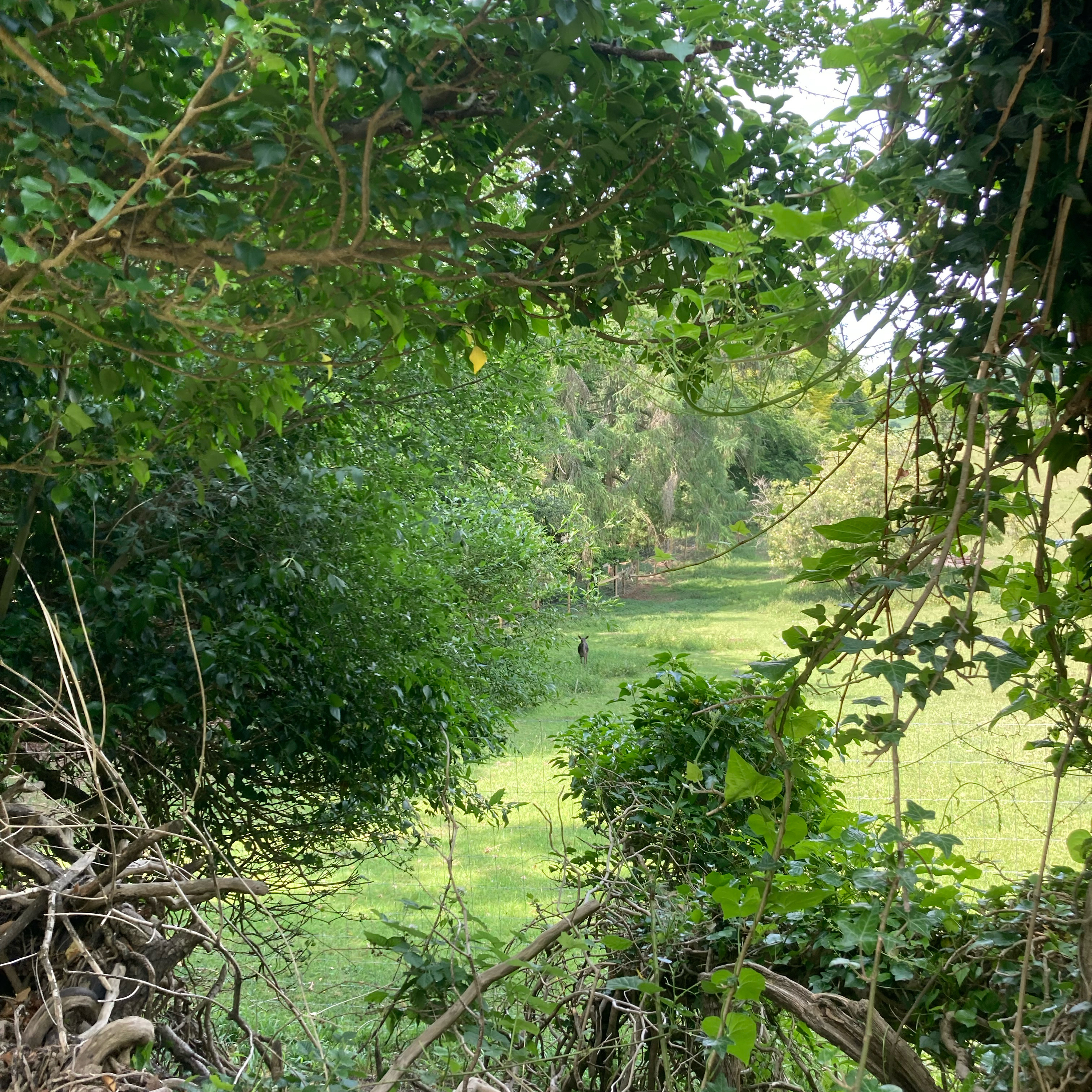 Sm2n 2025-06-17 #AudioMo episode 16 - walk in the woods