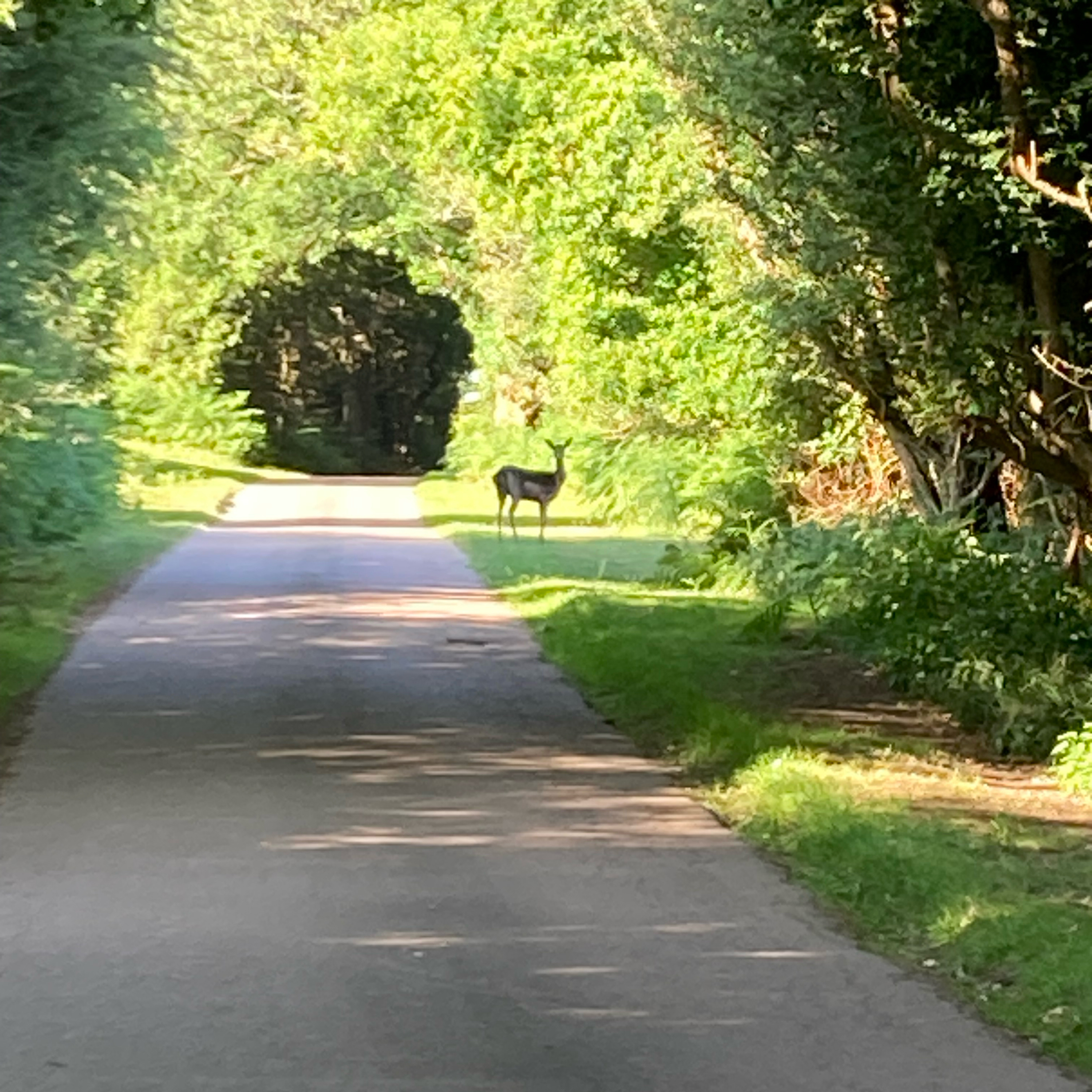 Sm2n 2025-06-19 #AudioMo episode 19 - surrounded by deer