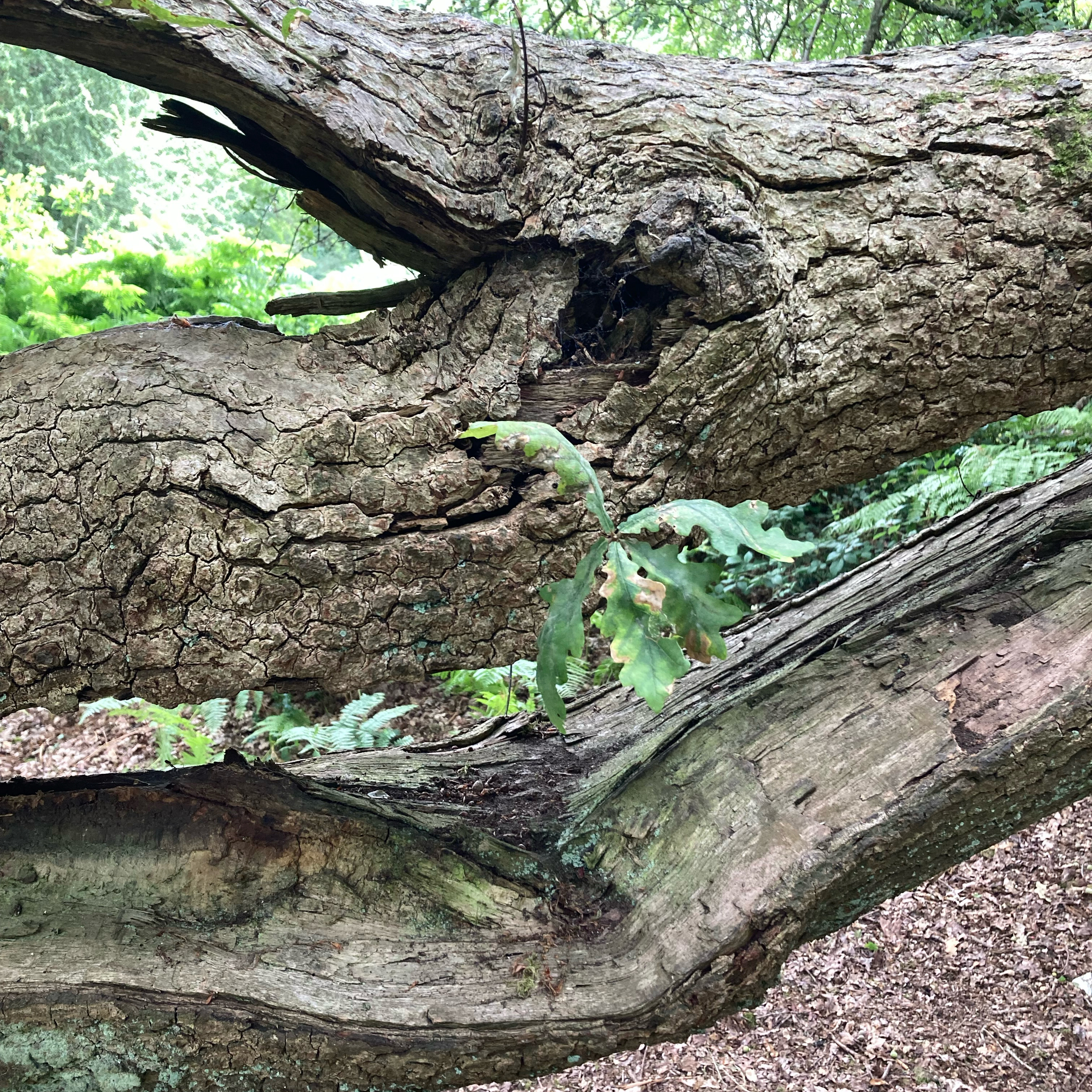 Sm2n 2025-07-25 #julyPodPoMo episode 20 - a couple of feature requests for BlipVox