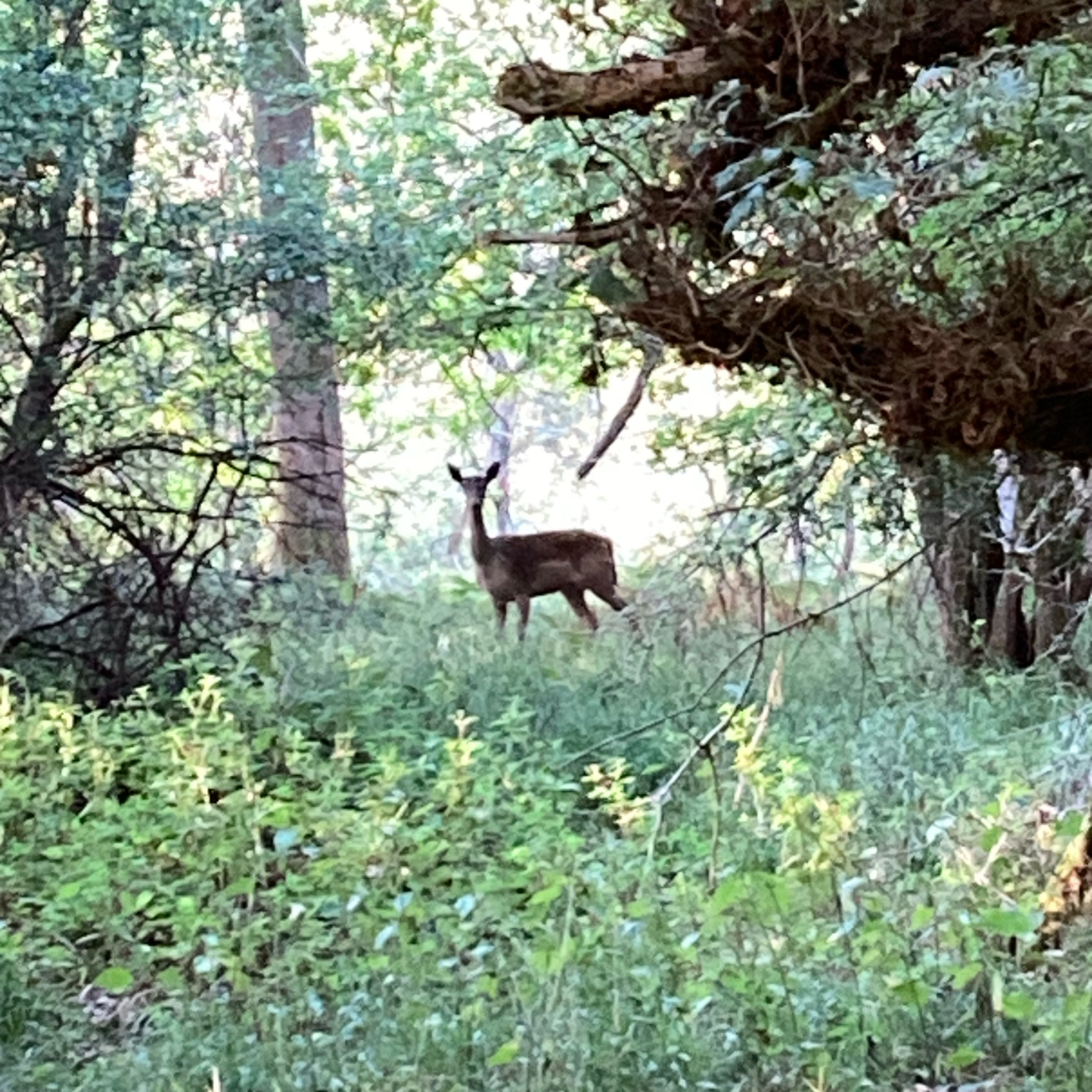 Sm2n 2025-07-31 #julyPodPoMo episode 31 - end of month walk in the woods