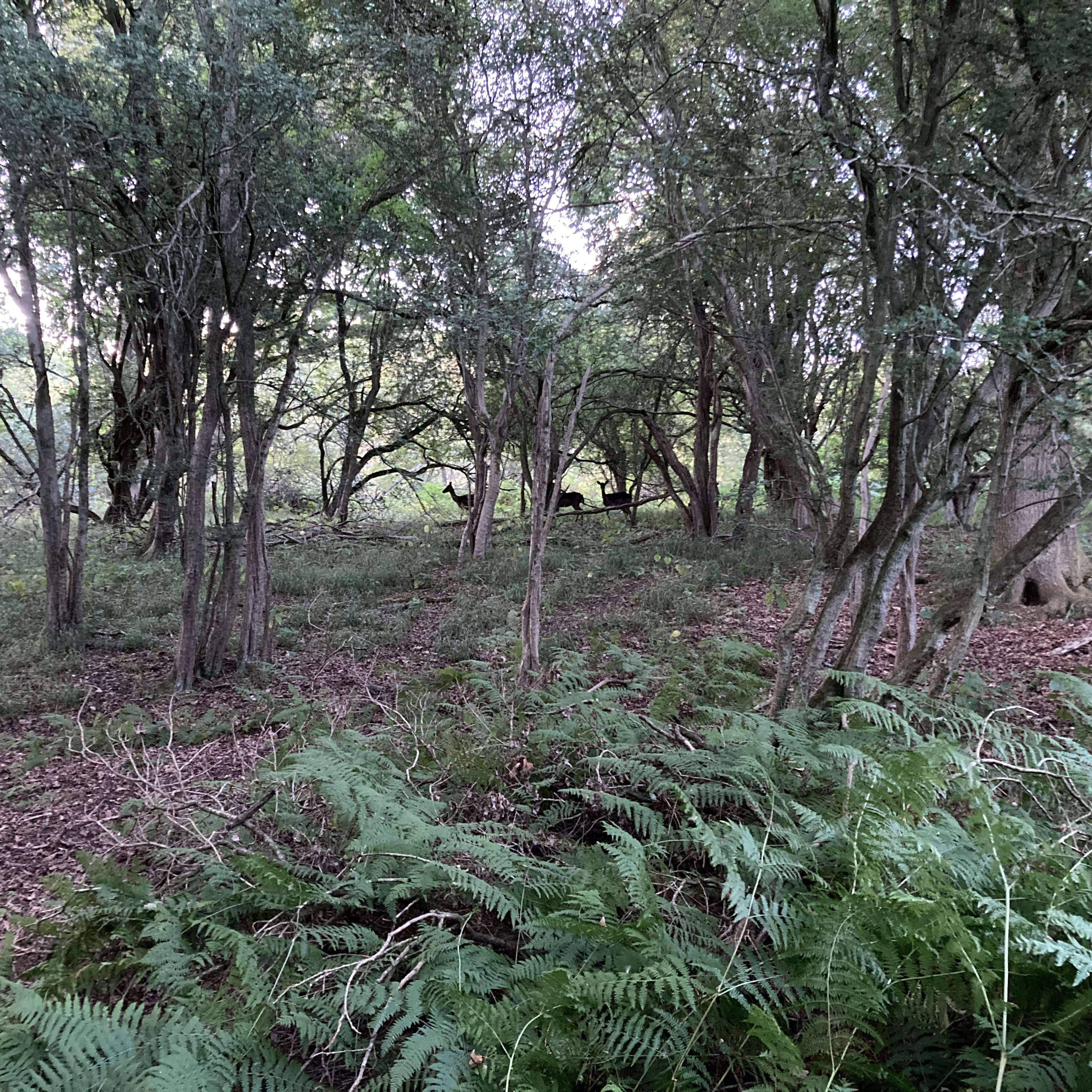 Sm2n 2025-08-08 #augPodPoMo episode 8 - the joy of getting home @omaniblog