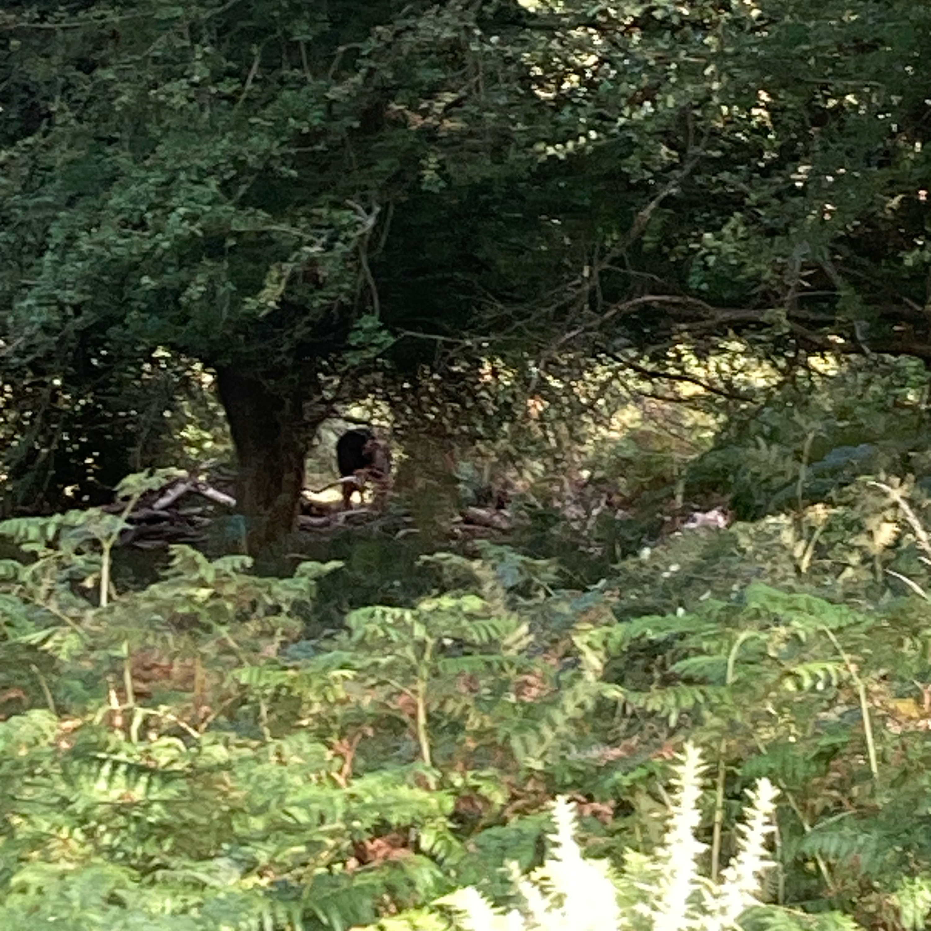 Sm2n 2025-08-10 #augPodPoMo episode 10 - planning to walk further