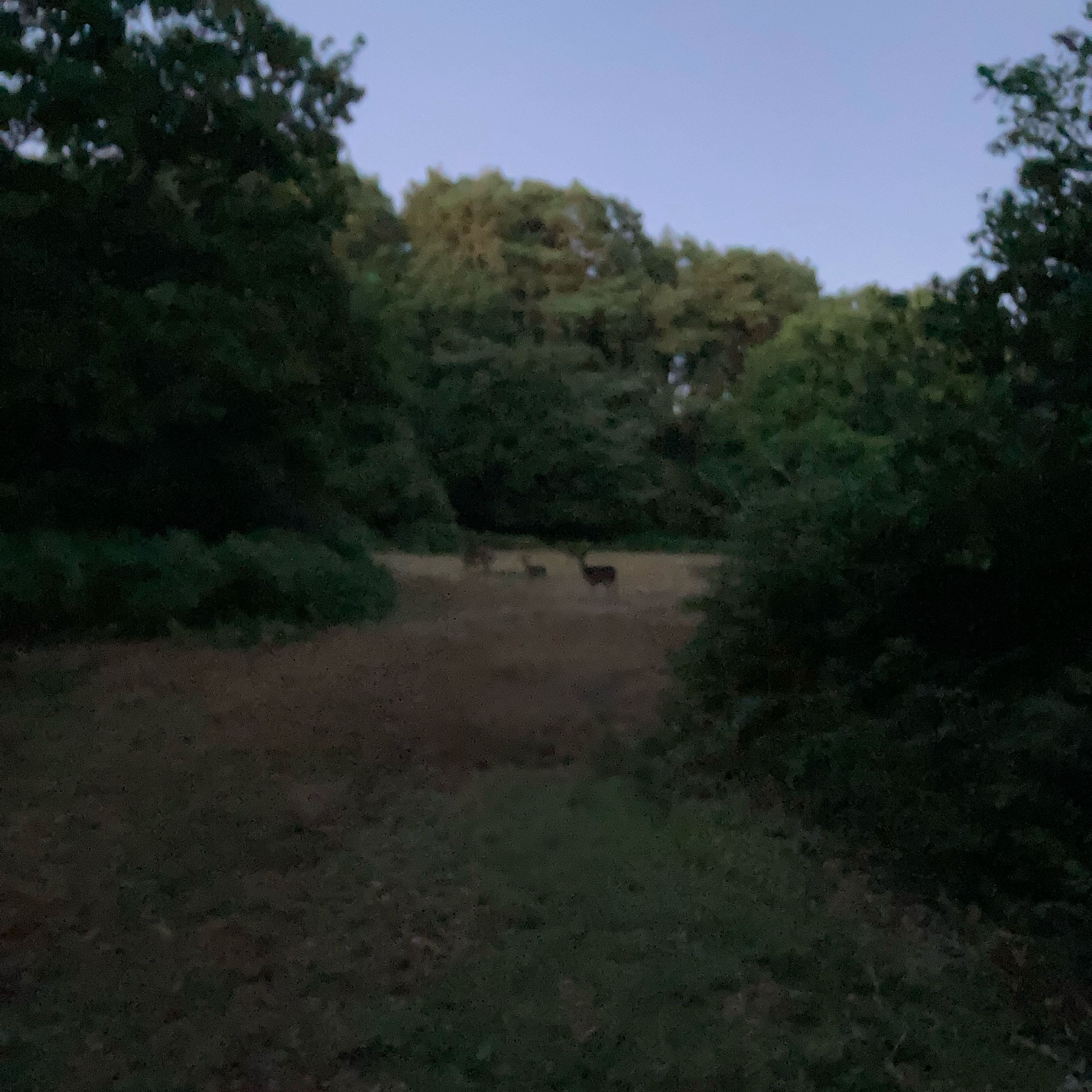 Sm2n 2025-08-14 #augPodPoMo episode 14 - what to do with all those photos?