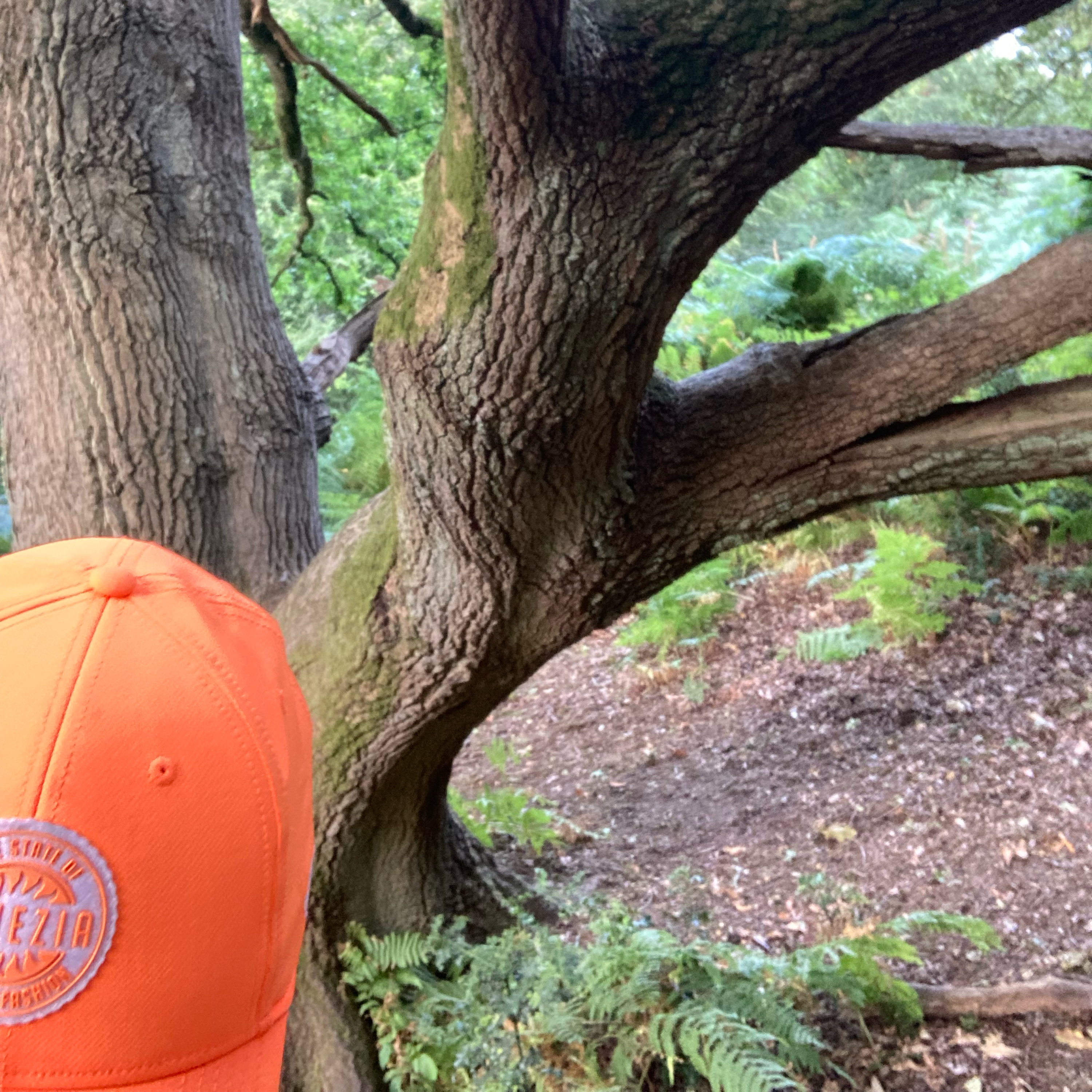 Sm2n 2025-08-22 #augPodPoMo episode 22 visiting my favourite tree with thanks to @topgold