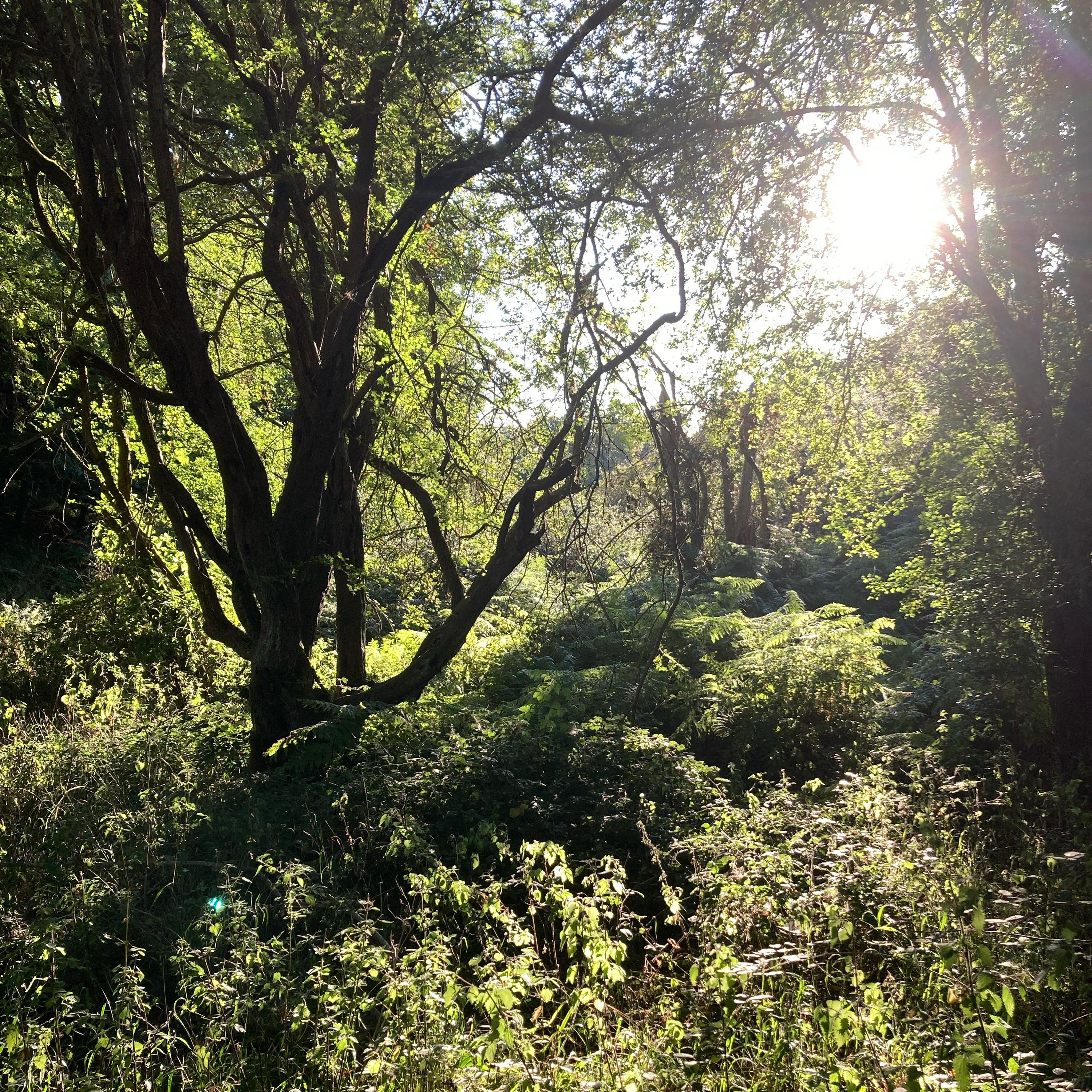 Sm2n 2025-08-25 #augPodPoMo episode 25 - attacked by flies