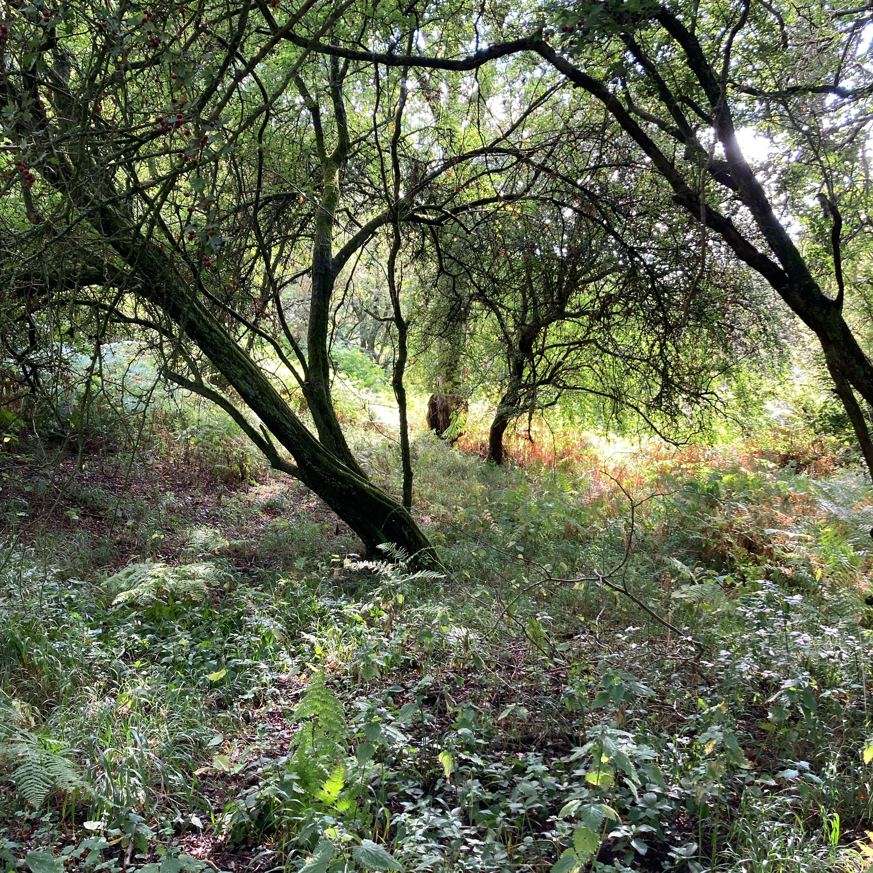 Sm2n 2025-08-29 #augPodPoMo episode 29 - mid-day walk better than end-of-day