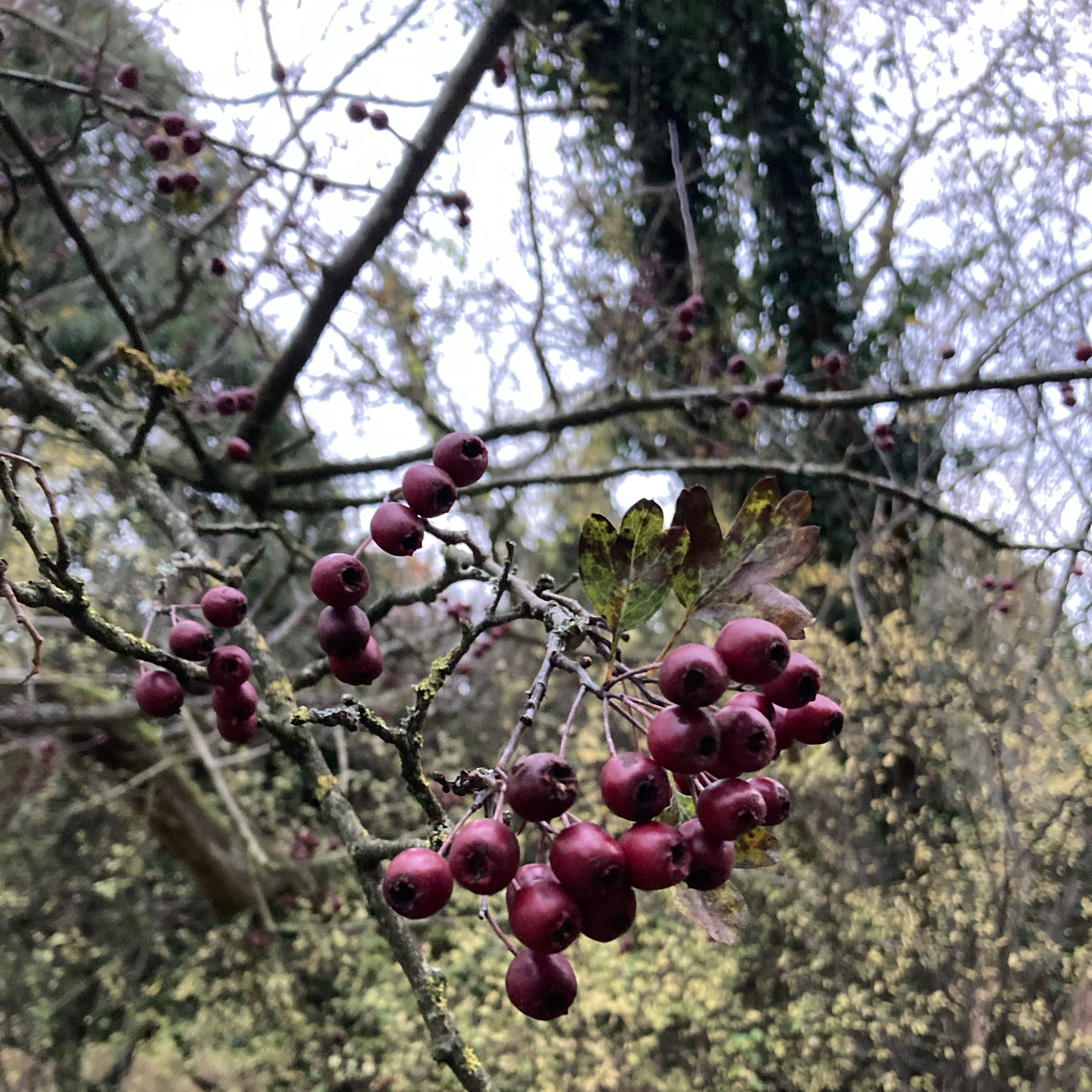 Sm2n 2025-11-05 #naPodPoMo episode 5