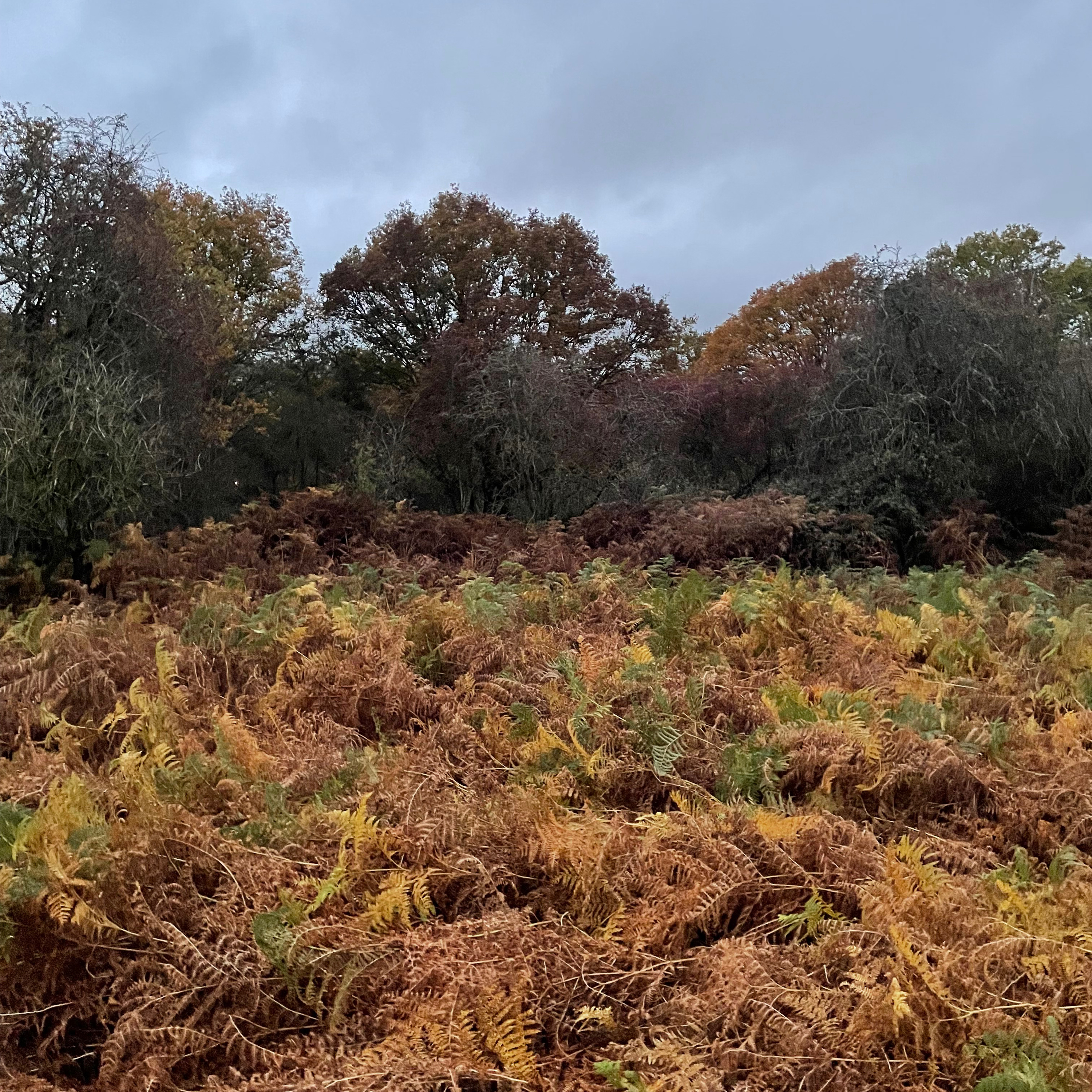 Sm2n 2025-11-07 #naPodPoMo episode 7 - why I walk in the woods