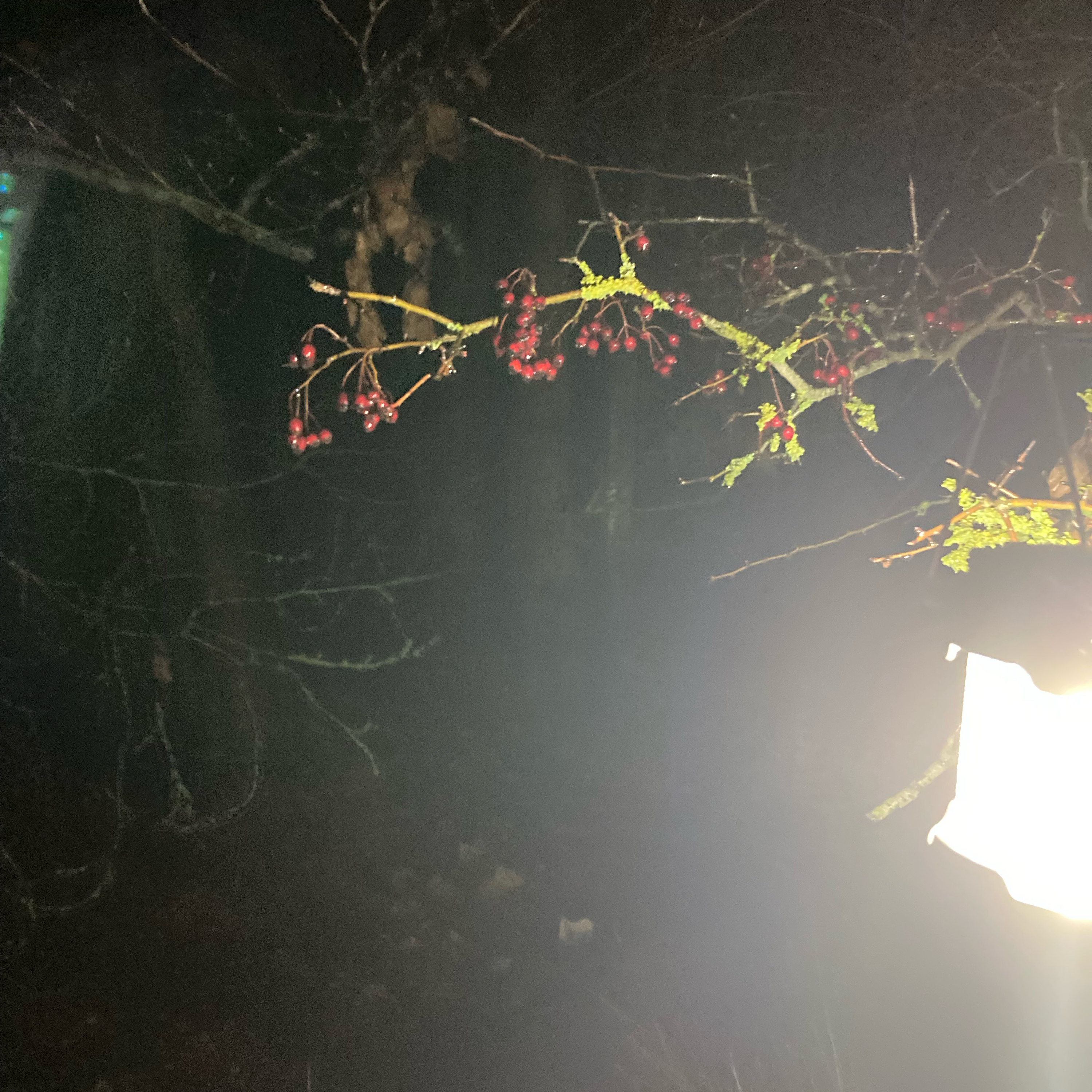 Sm2n 2026-01-13 #audio365 - 13/365 - muddy walk in the dark