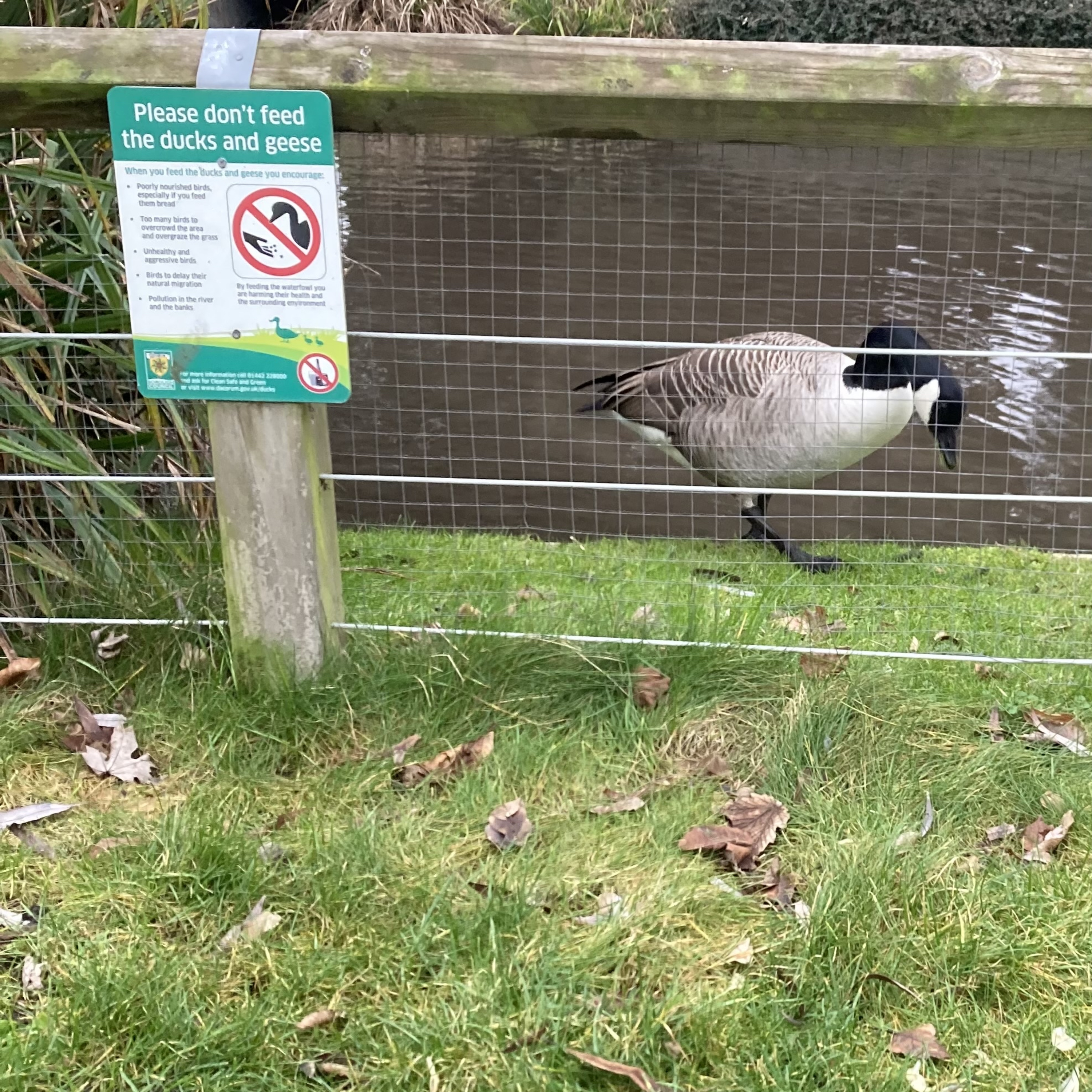 Sm2n 2026-01-26 #audio365 - 26/365 - off to the dentist