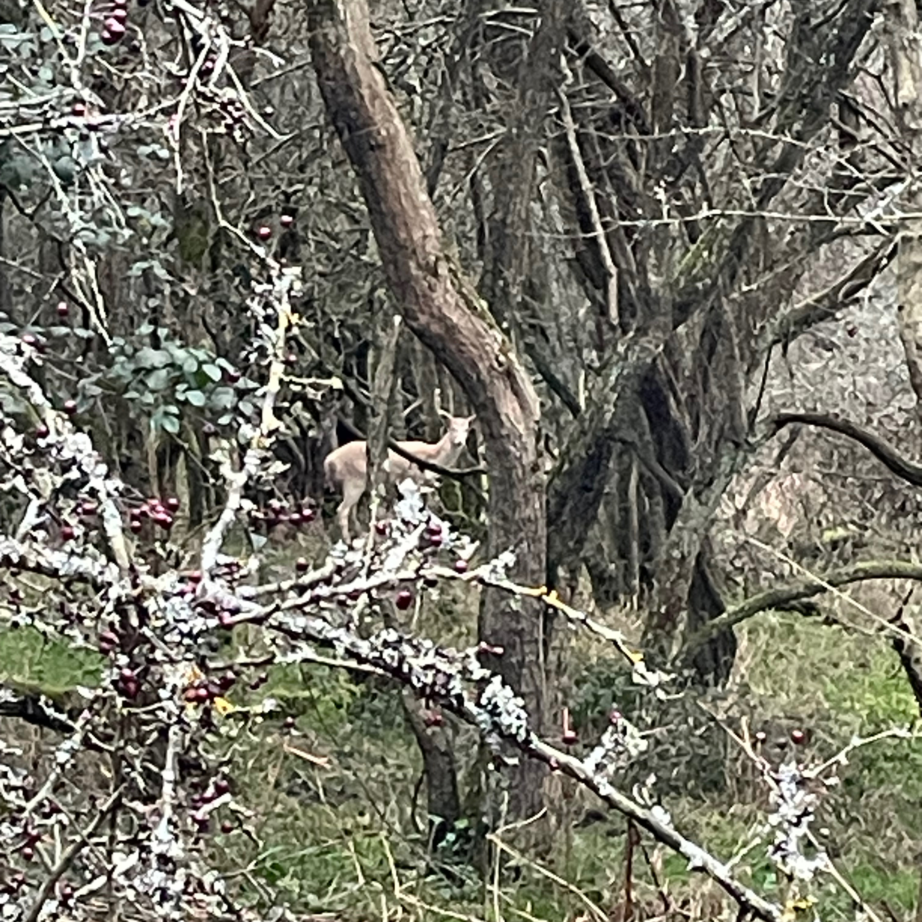 Sm2n 2026-03-04 #audio365 : 63/365 : I know what it means when your ears are burning, but your legs?