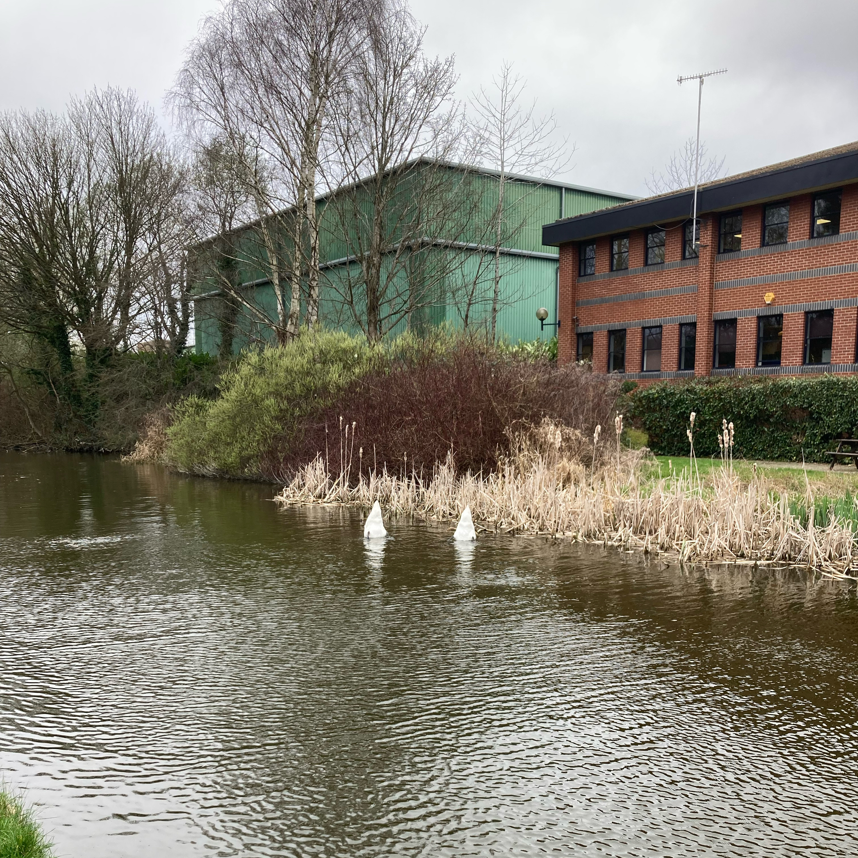 Sm2n 2026-03-12 #audio365 : 71/365 : free coffee, freaked out by hearing life in mono