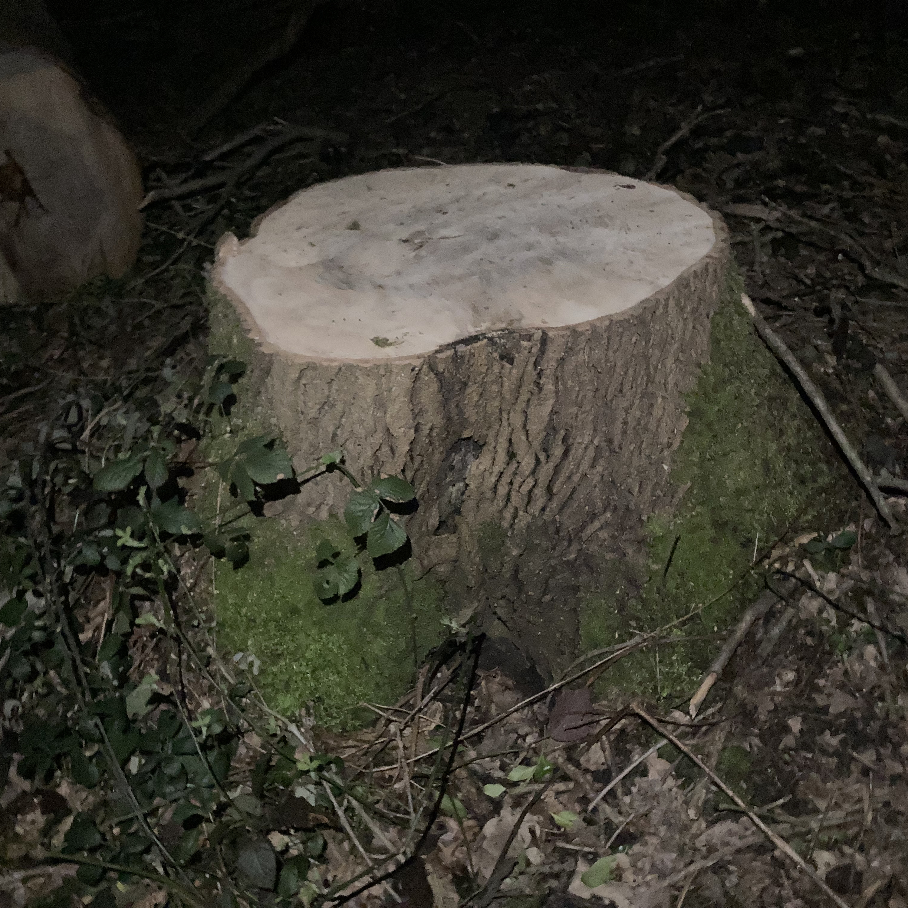 Sm2n 2026-03-13 #audio365 (72/365) a tale of two trees