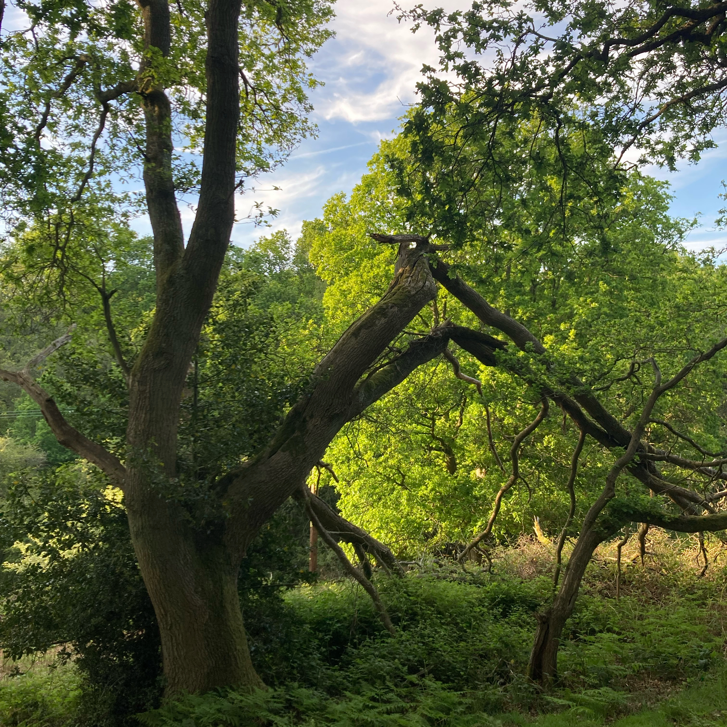Sm2n 2026-05-21 #audio365 (141/365) musically inspired + reverse trees episode artwork