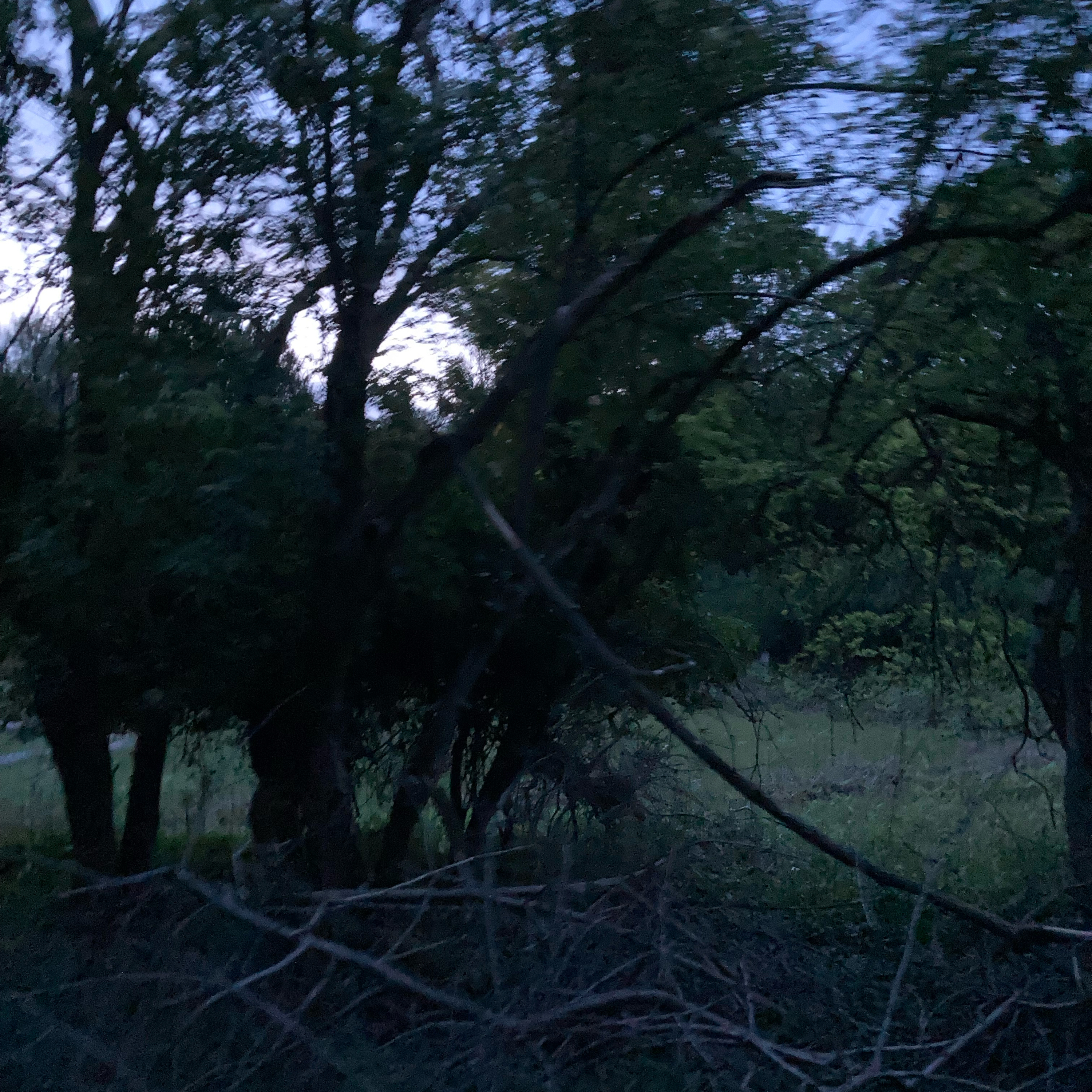 Sm2n 2026-05-30 #audio365 (150/365) first archery of the year + visiting my favourite tree episode artwork
