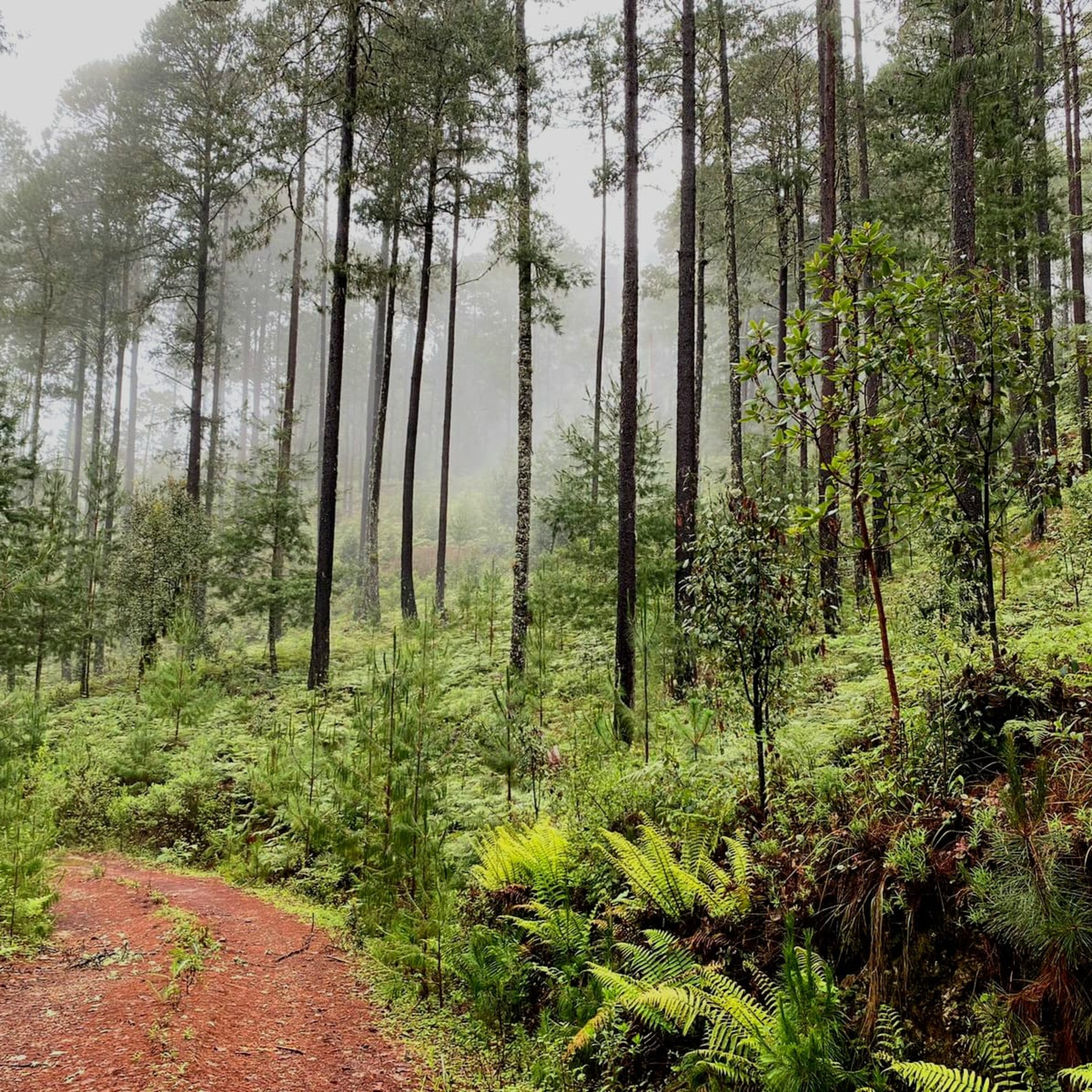 Landuum Paisaje