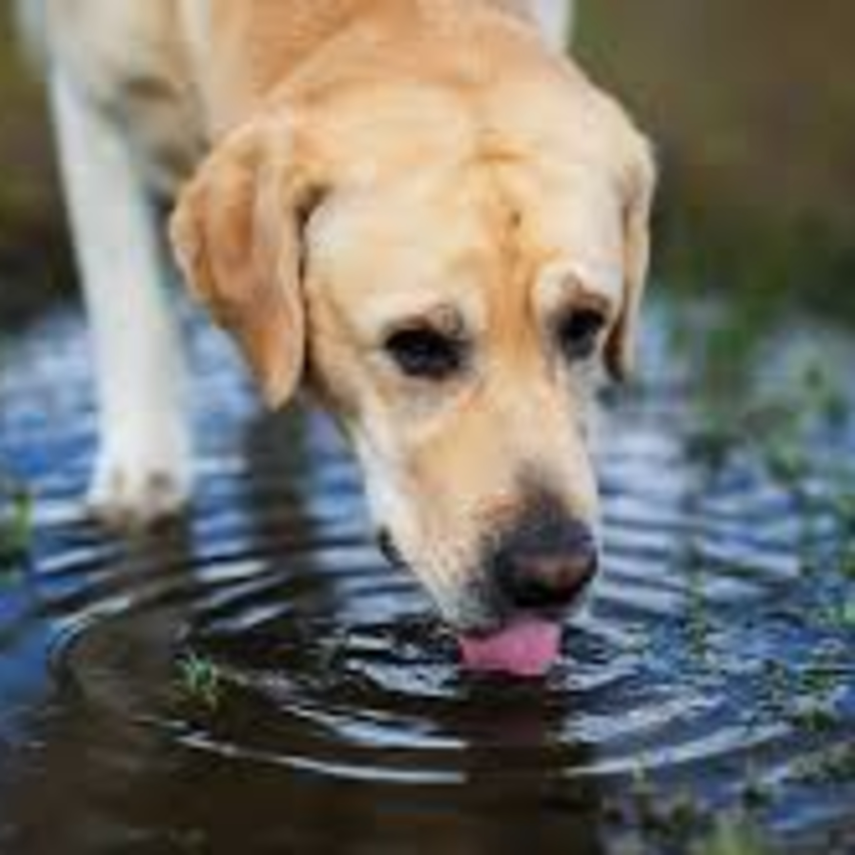 Sonido de perro tomando agua / dog drinking water episode artwork