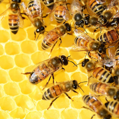 La vista delle api è molto particolare!