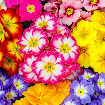 I fiori più belli da regalare alle mamme
