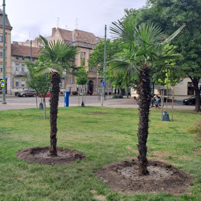 Reformáció, Munkácsy, pálmafák – Szeged Podcast 194. – Szeged.hu – 24.05.03.